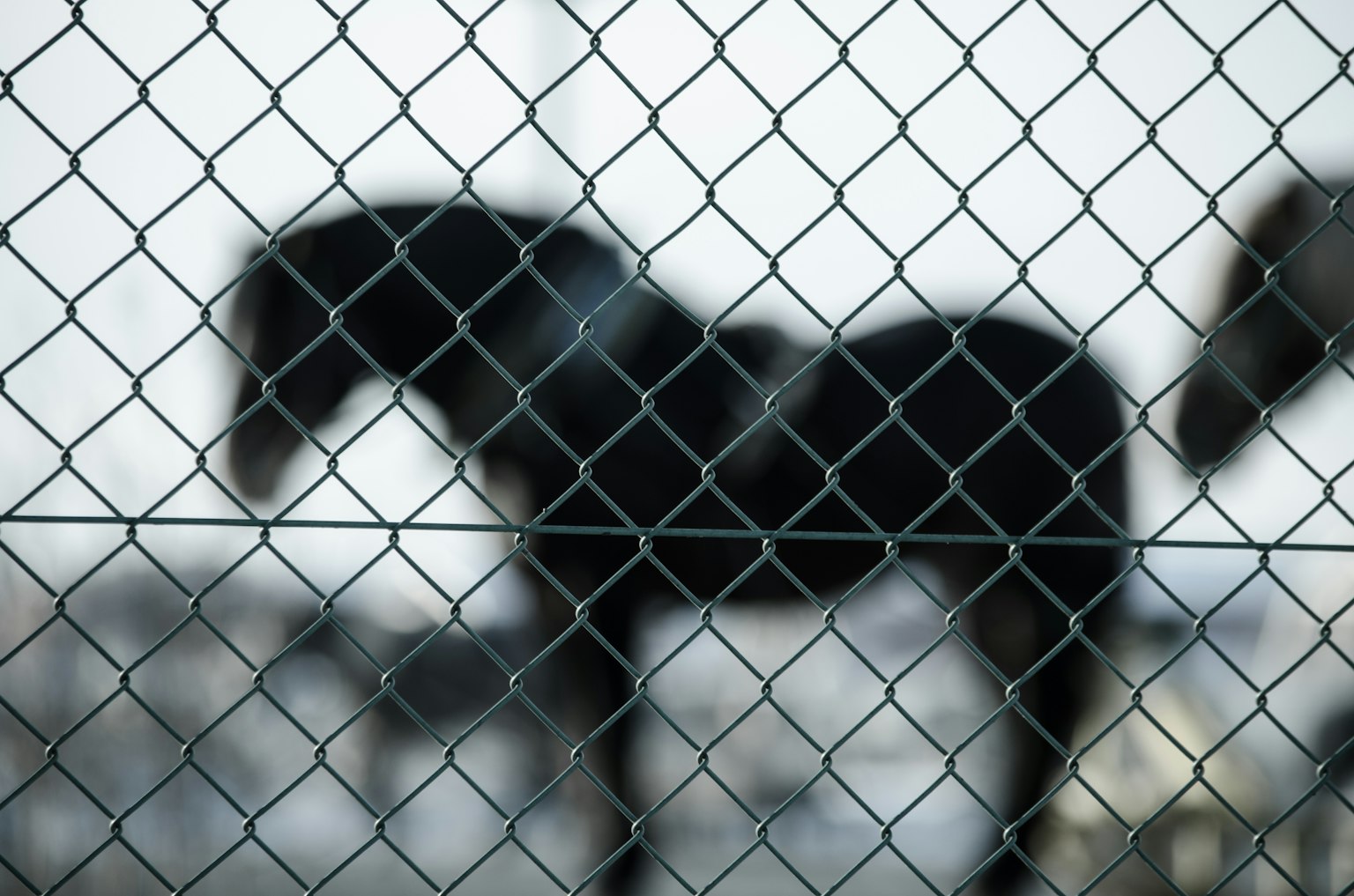 Blurred silhouette of a black horse behind a fence