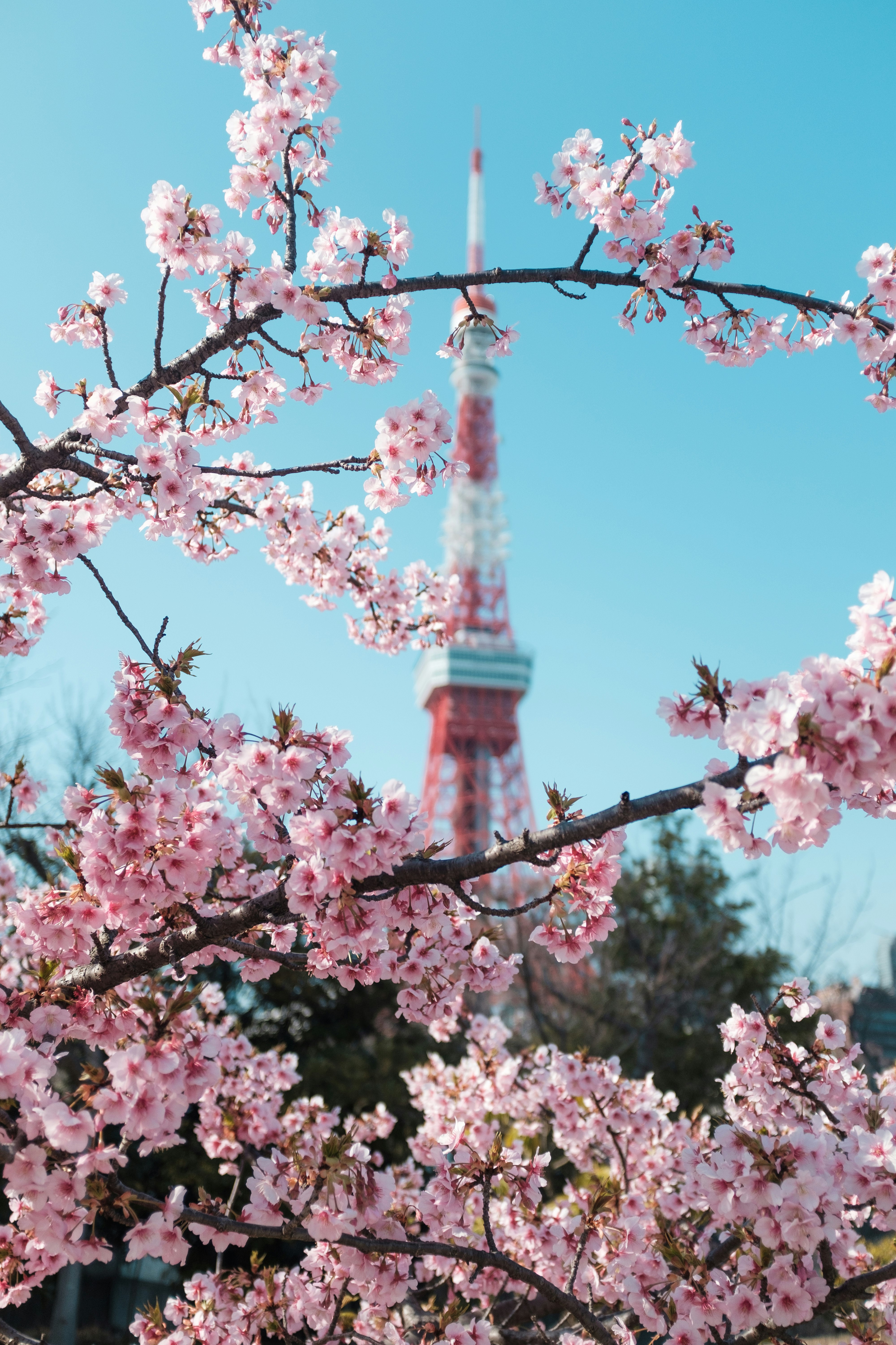 桜の花と東京タワーを望む青空の景色