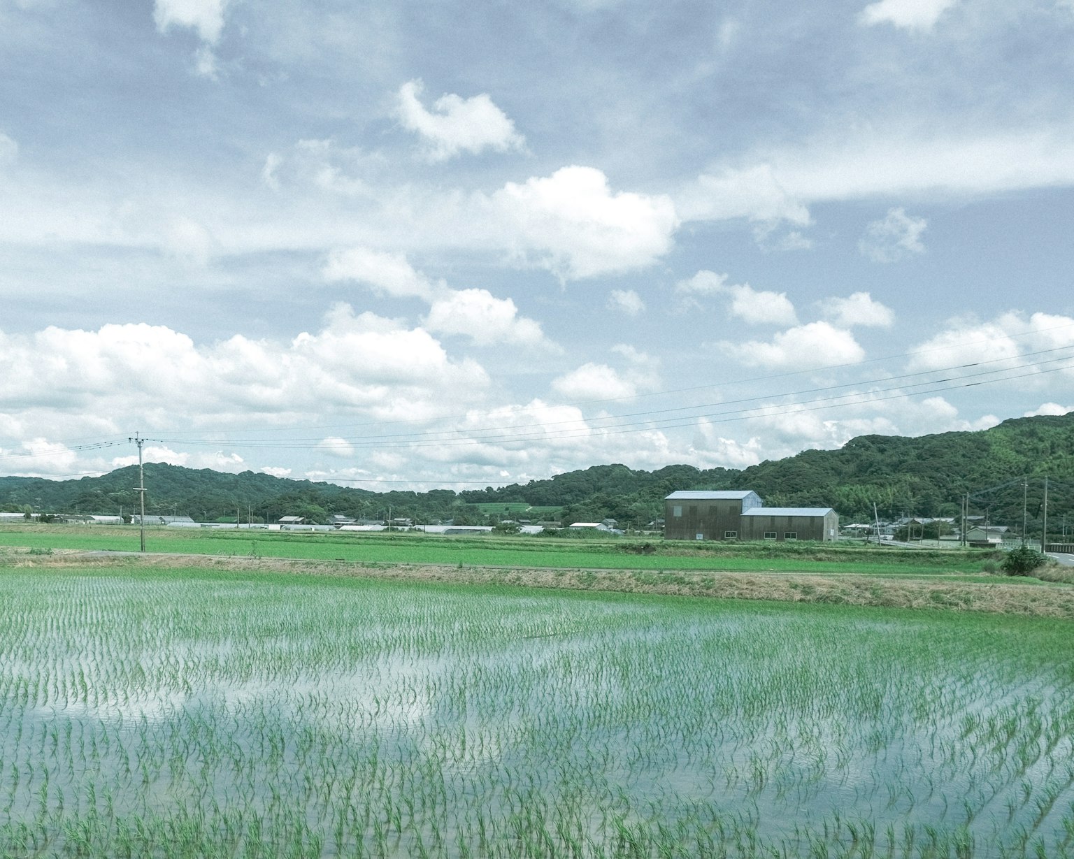 Campo de arroz verde bajo un cielo azul con nubes blancas