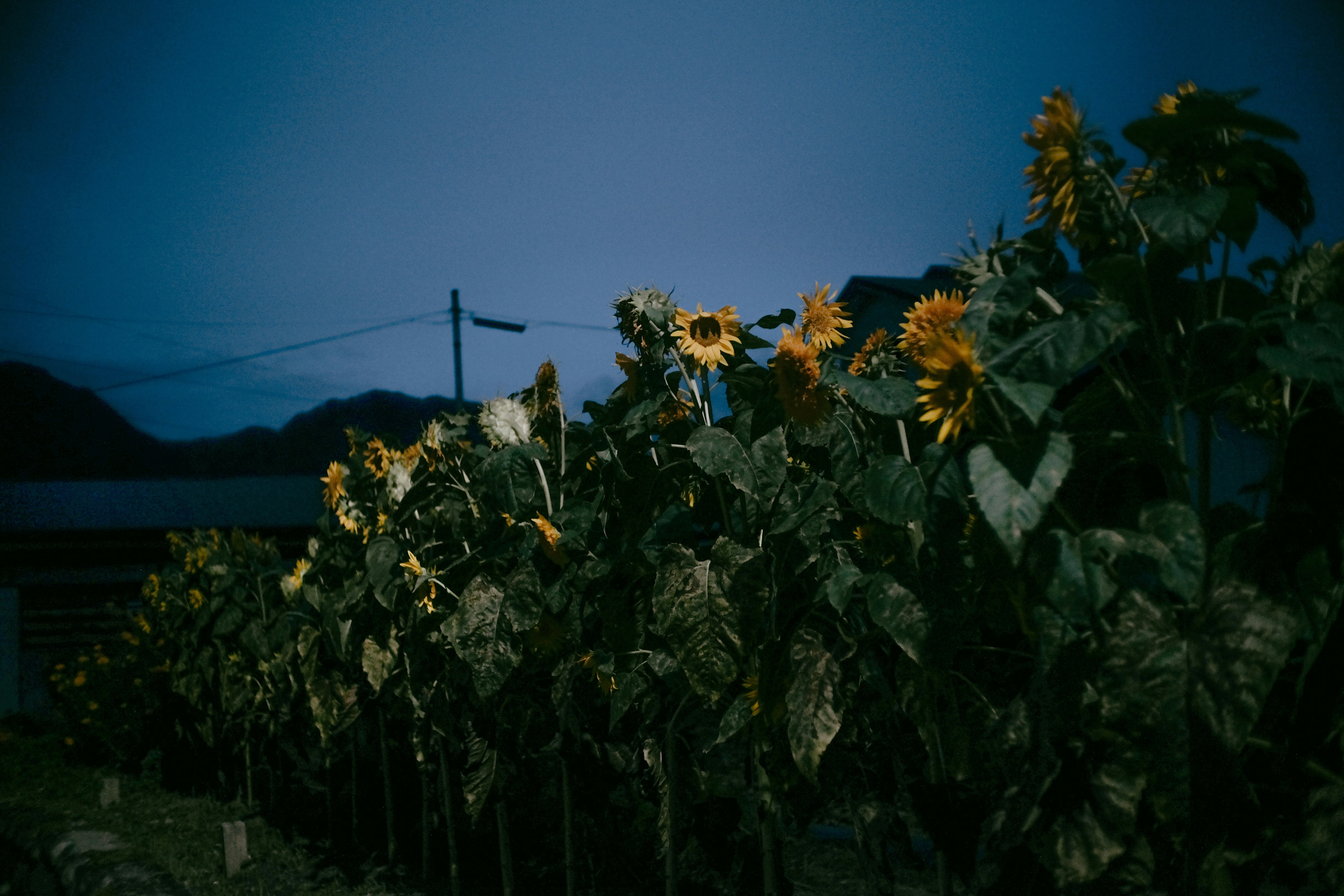 夕暮れの畑で咲く強く美しい花々の群れ