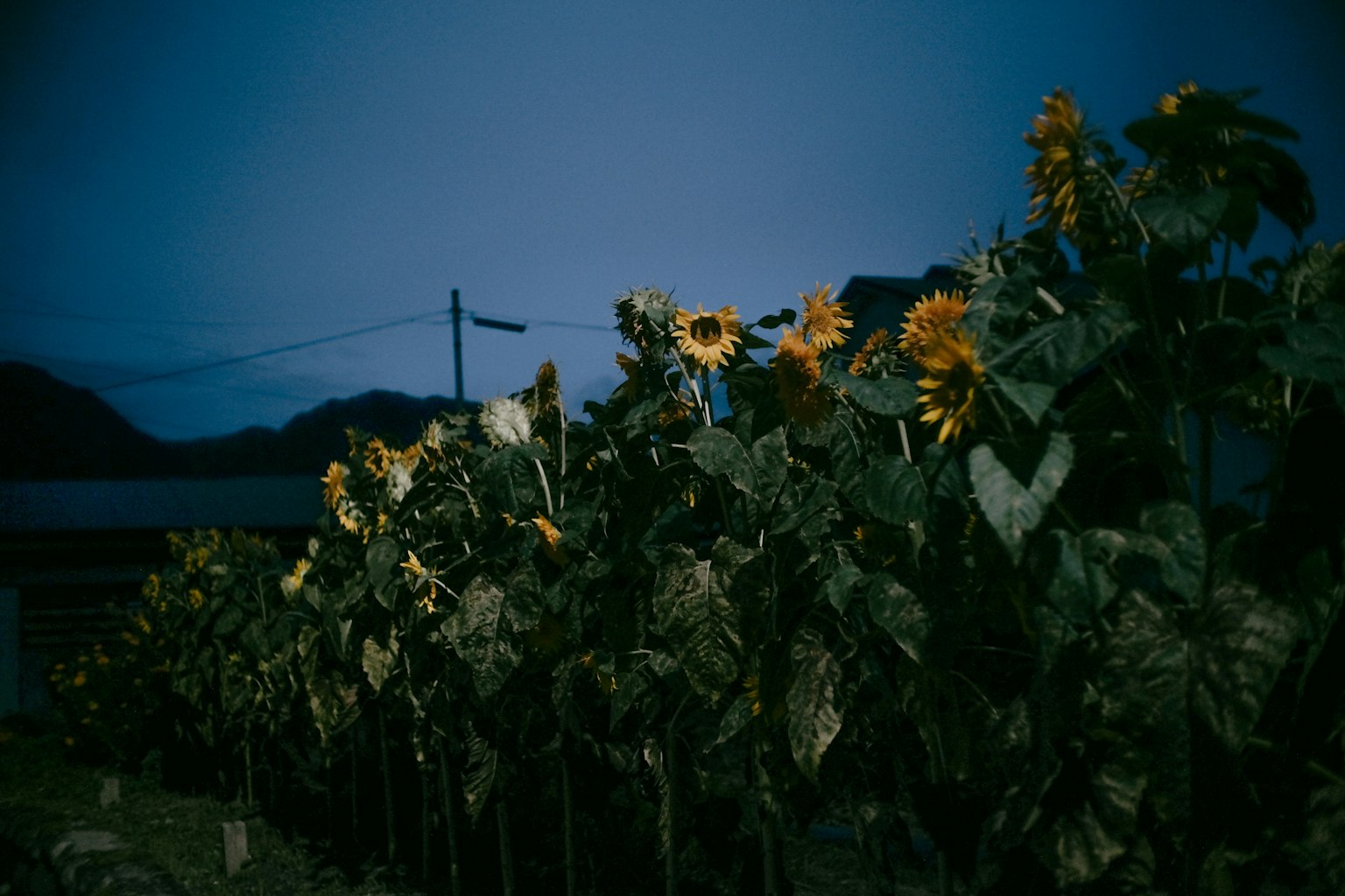 Campo di girasoli di notte con una luce soffusa che illumina i fiori
