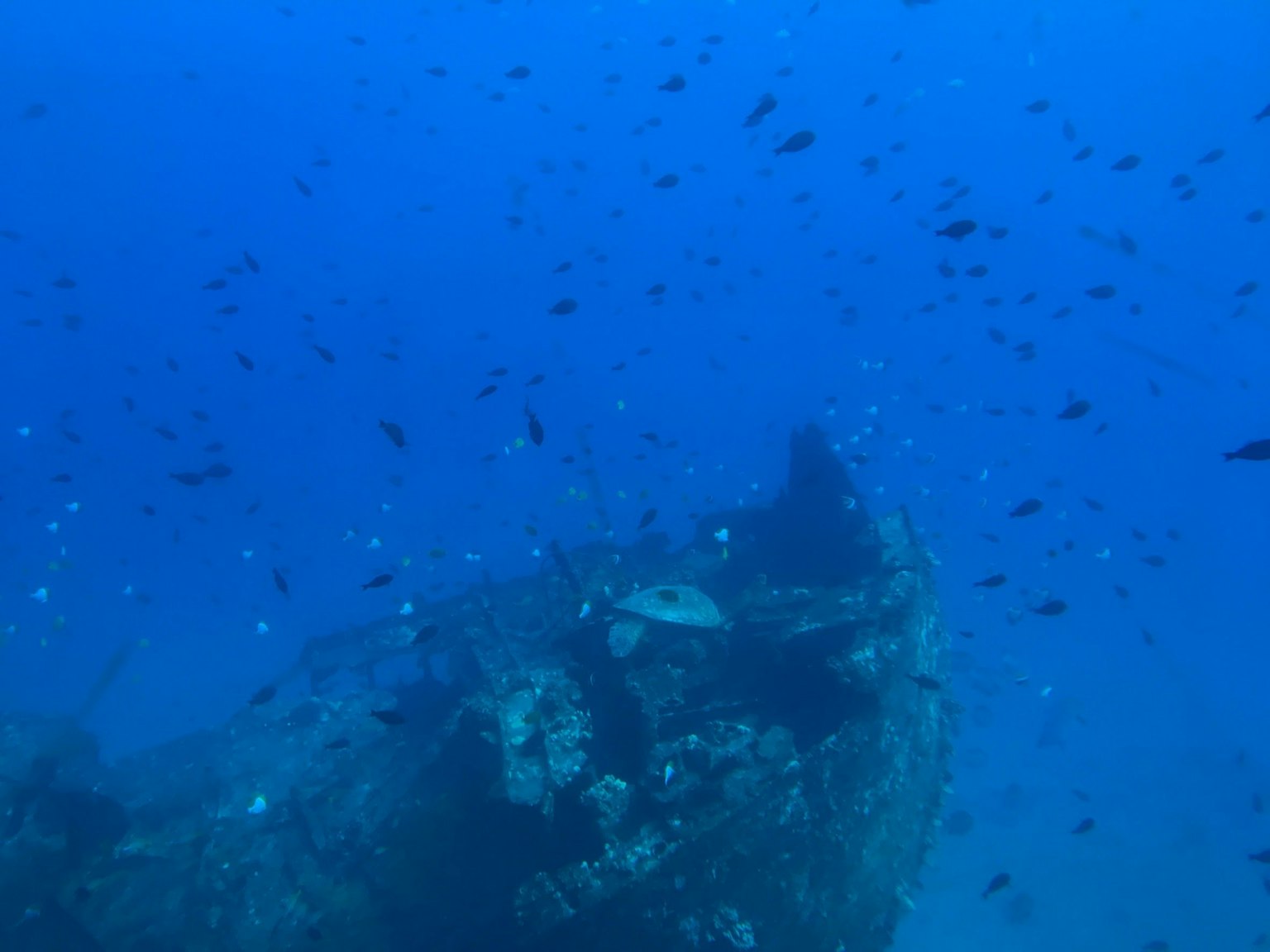 Wrack eines gesunkenen Schiffs umgeben von Fischen in tiefblauem Wasser