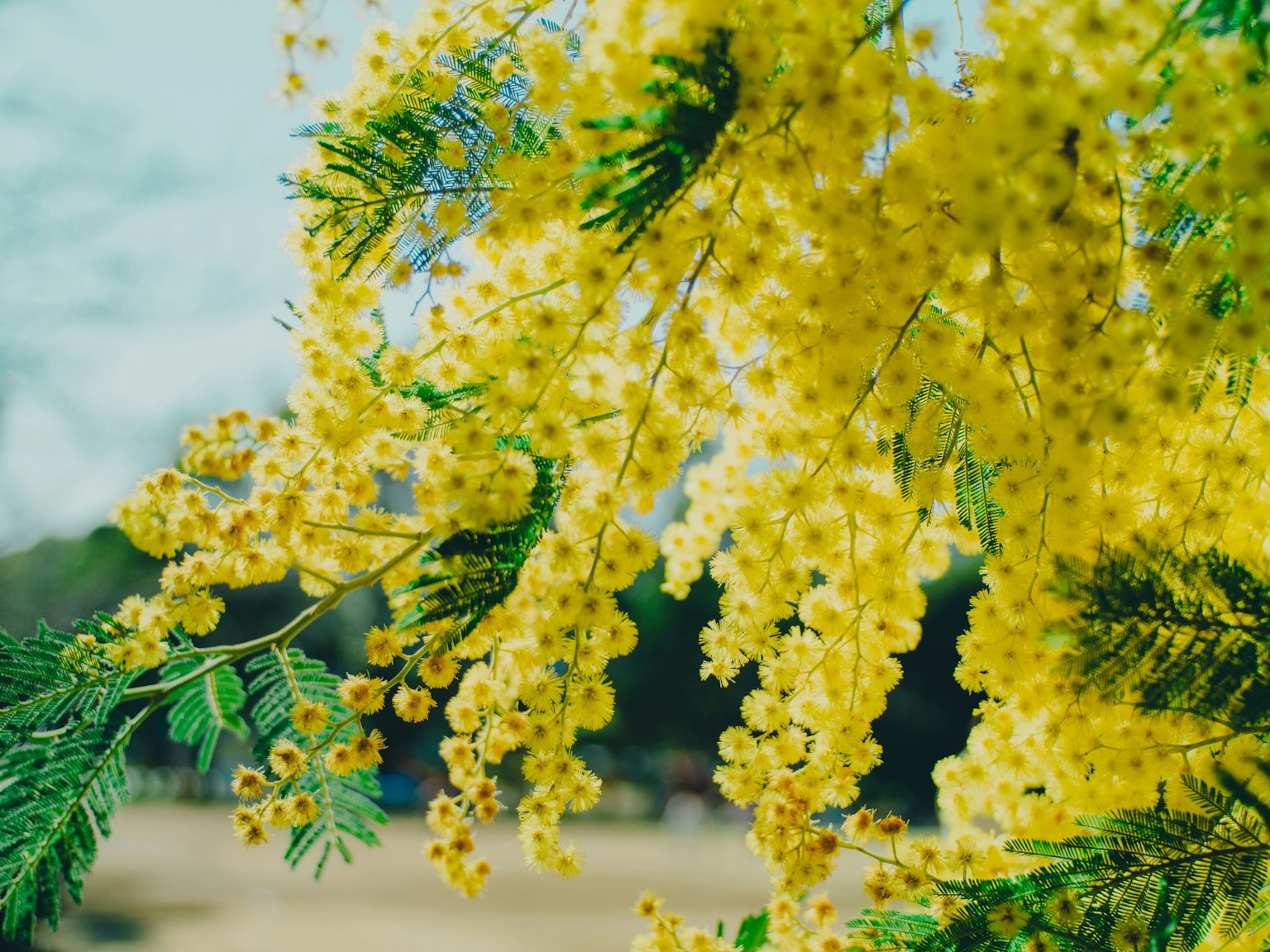 Gros plan de fleurs de mimosa jaunes sur une branche
