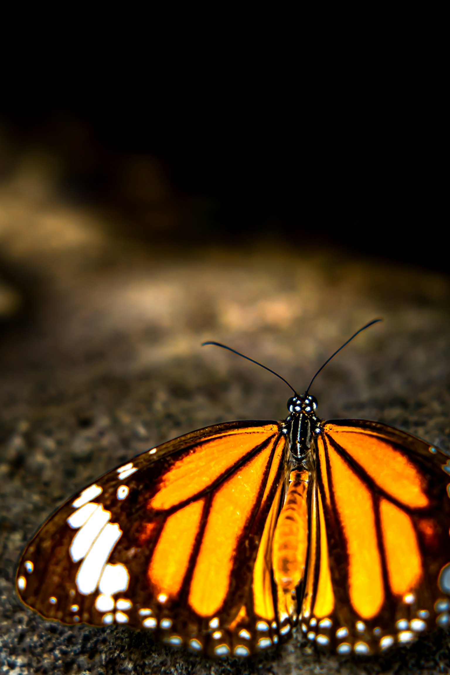Schmetterling mit orangefarbenen Flügeln, der auf einem Stein sitzt