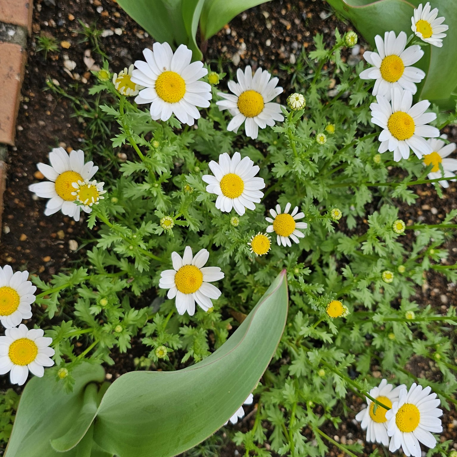 Gänseblümchen mit weißen Blütenblättern und gelben Zentren blühen zwischen grünem Laub