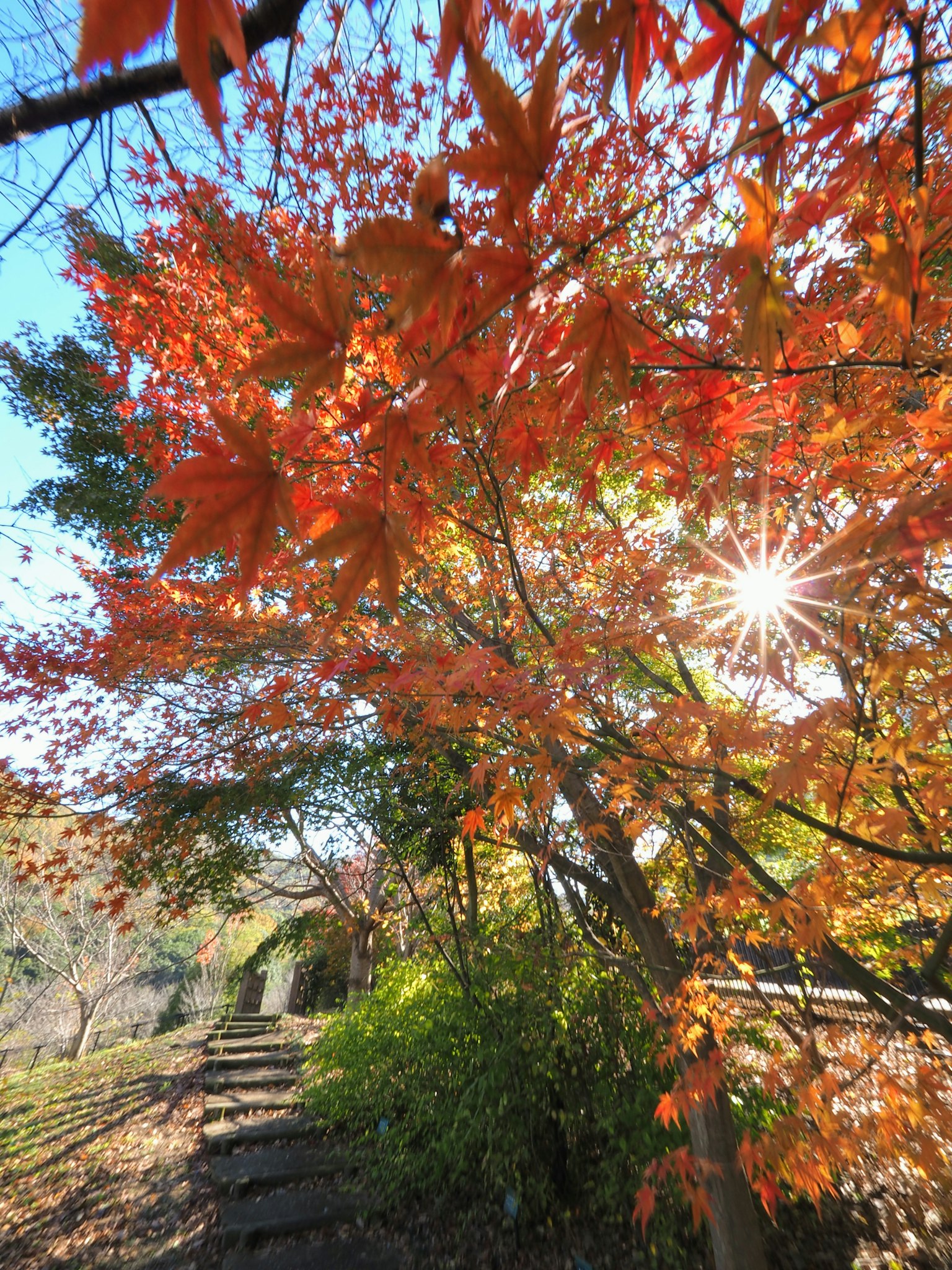 Lebendige Herbstblätter mit Sonnenlicht, das hindurchscheint
