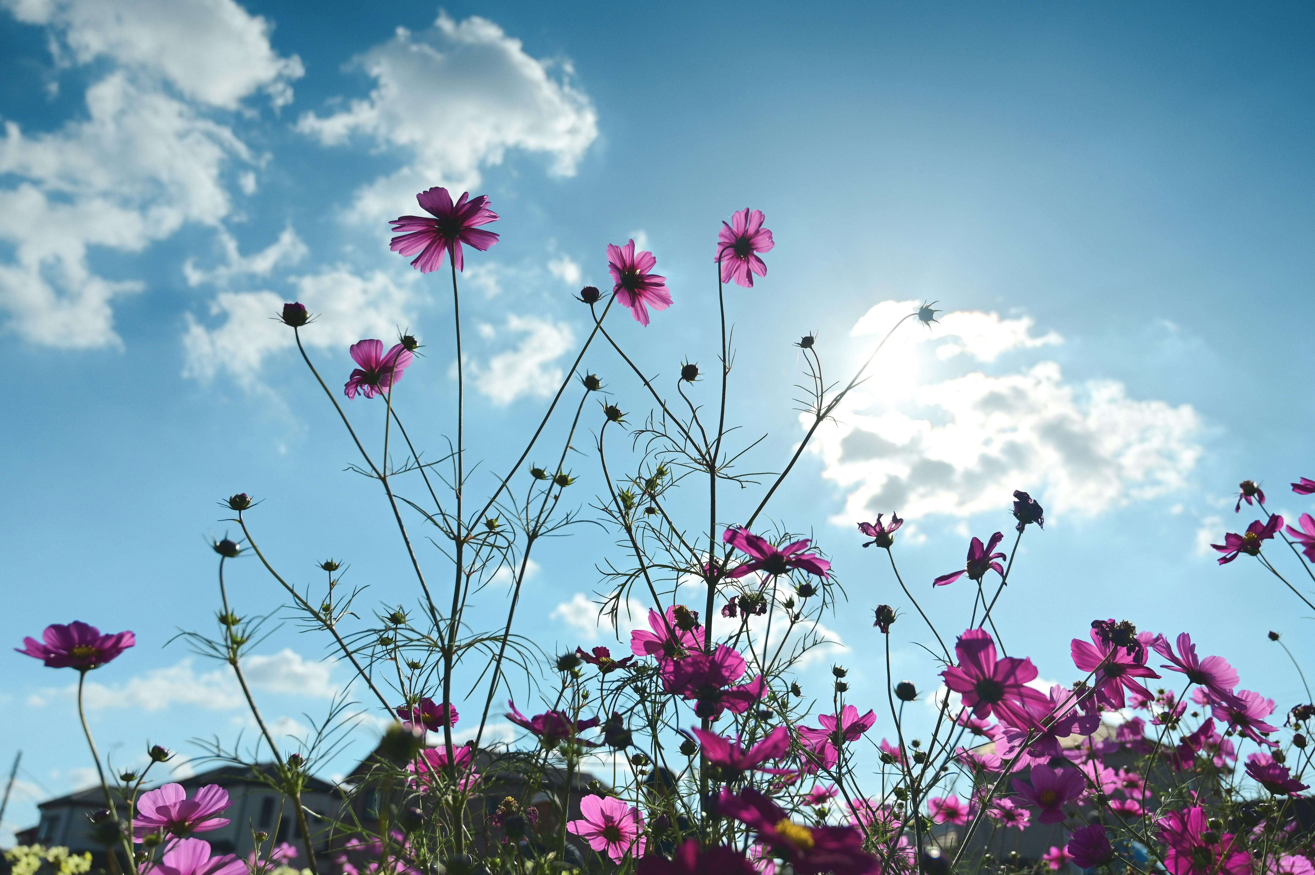 青空の下で咲くピンクのコスモスの花
