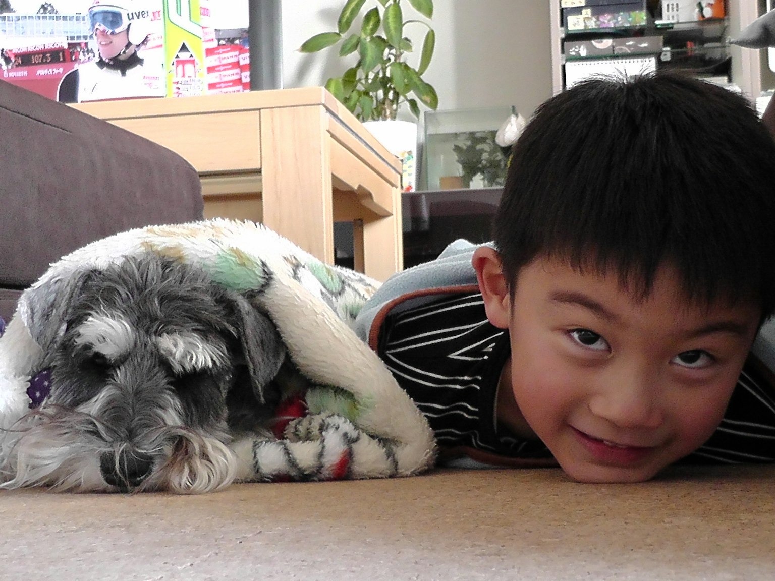 A boy lying next to a dog wrapped in a blanket, the dog appears relaxed, room features furniture and plants