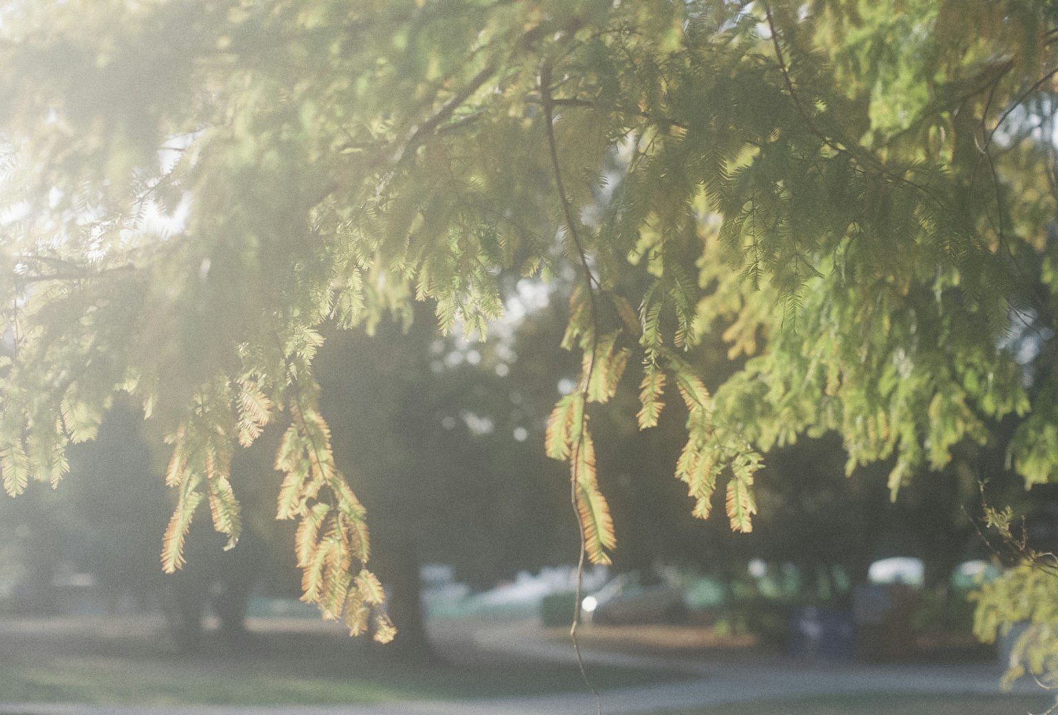 Soft sunlight illuminating green leaves with a blurred background