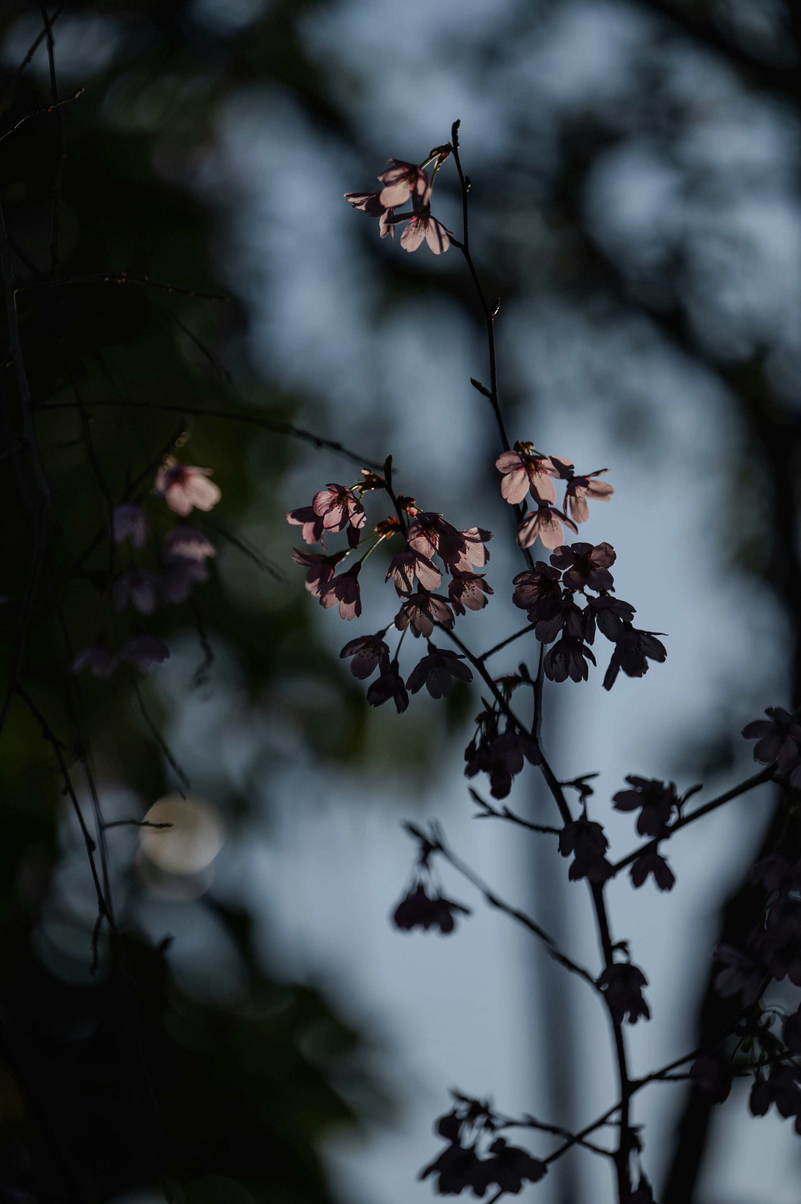 暗い背景に浮かぶ桜の花の枝