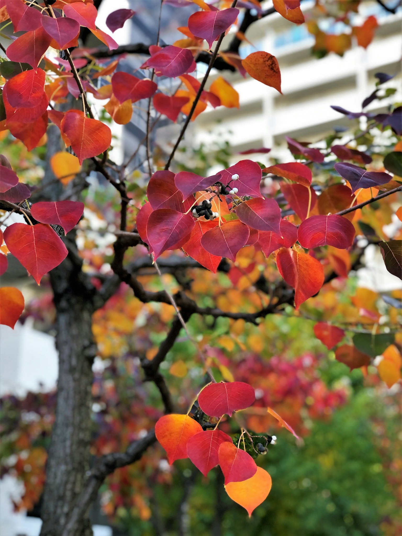 Close-up of a tree branch with vibrant red and orange leaves