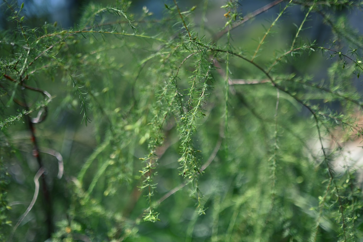 Kedekatan tanaman dengan daun hijau ramping