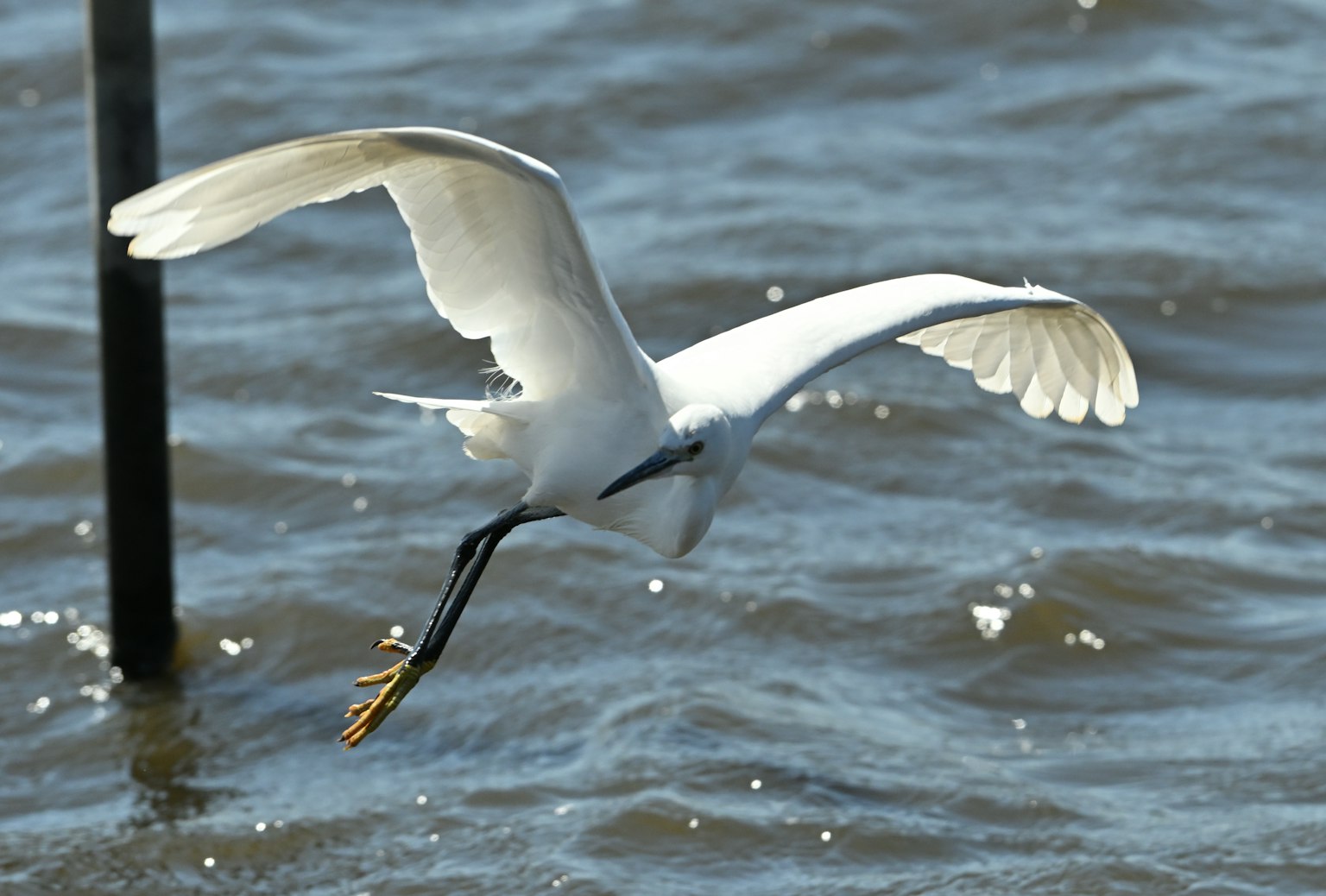 A white bird taking off from the water surface