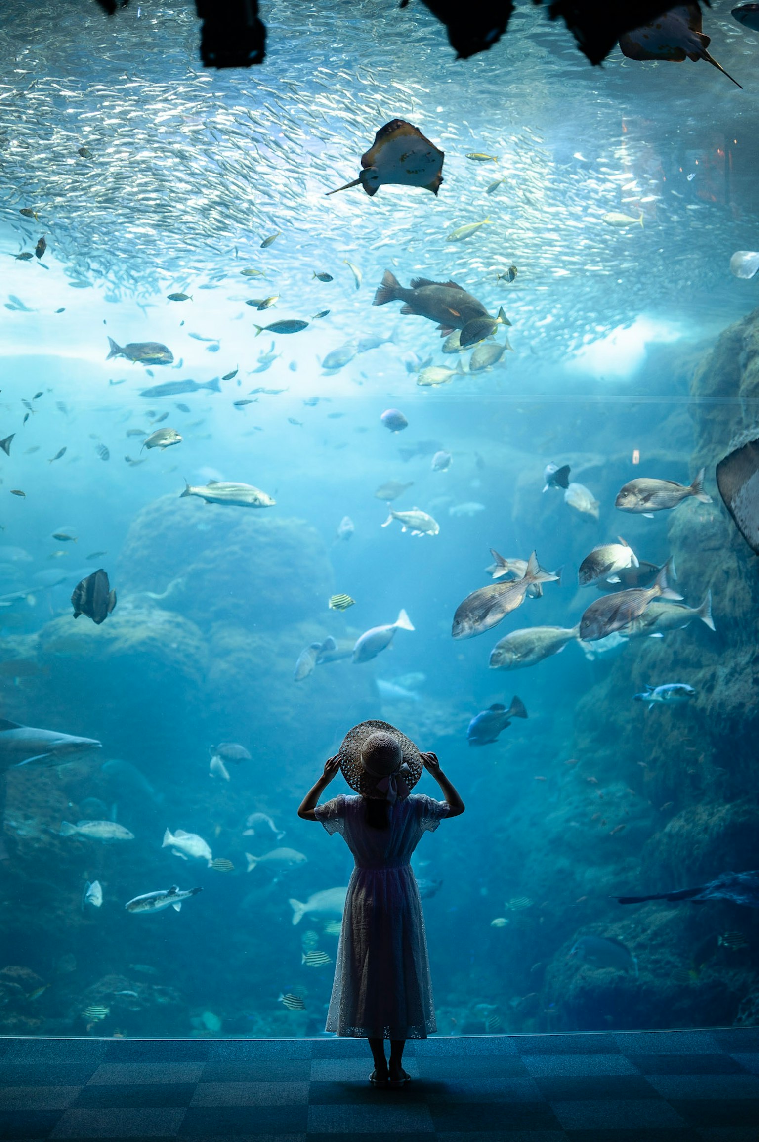 水族館の水中にいる魚を見つめる少女のシルエット