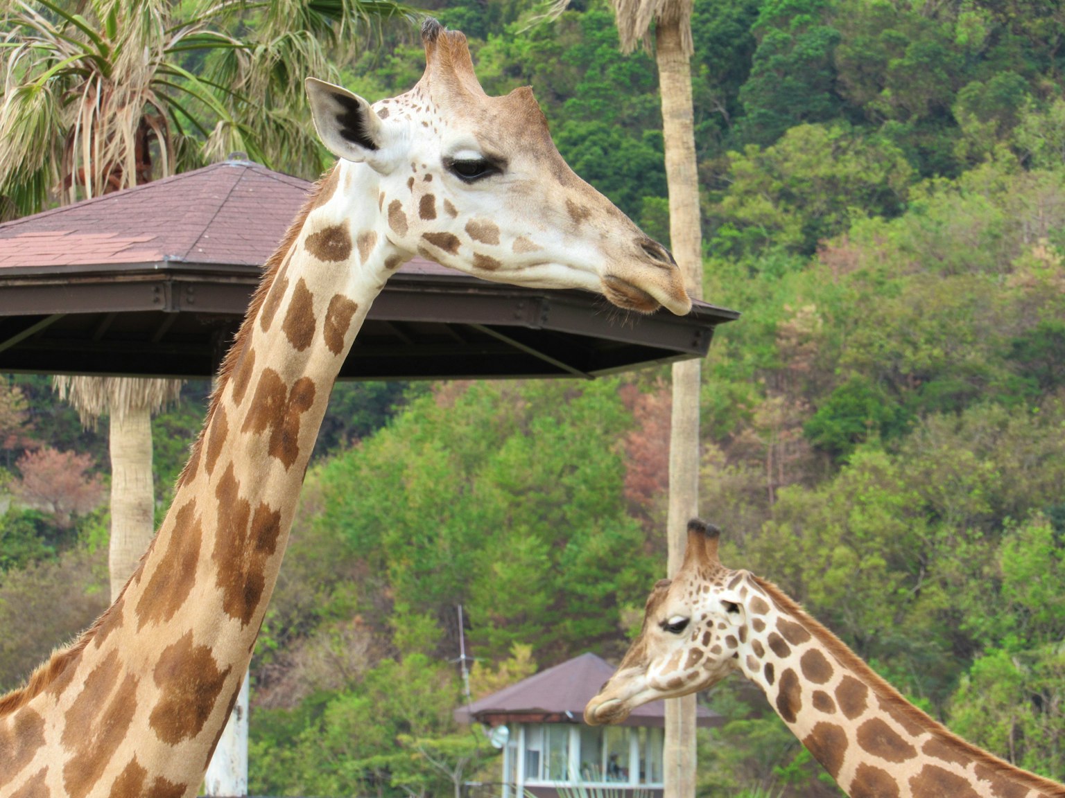 Zwei Giraffen umgeben von grünem Laub im Hintergrund