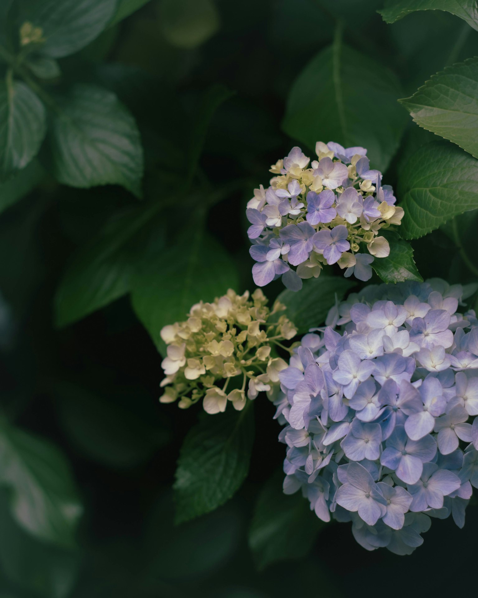 Flores de hortensia azules con hojas verdes