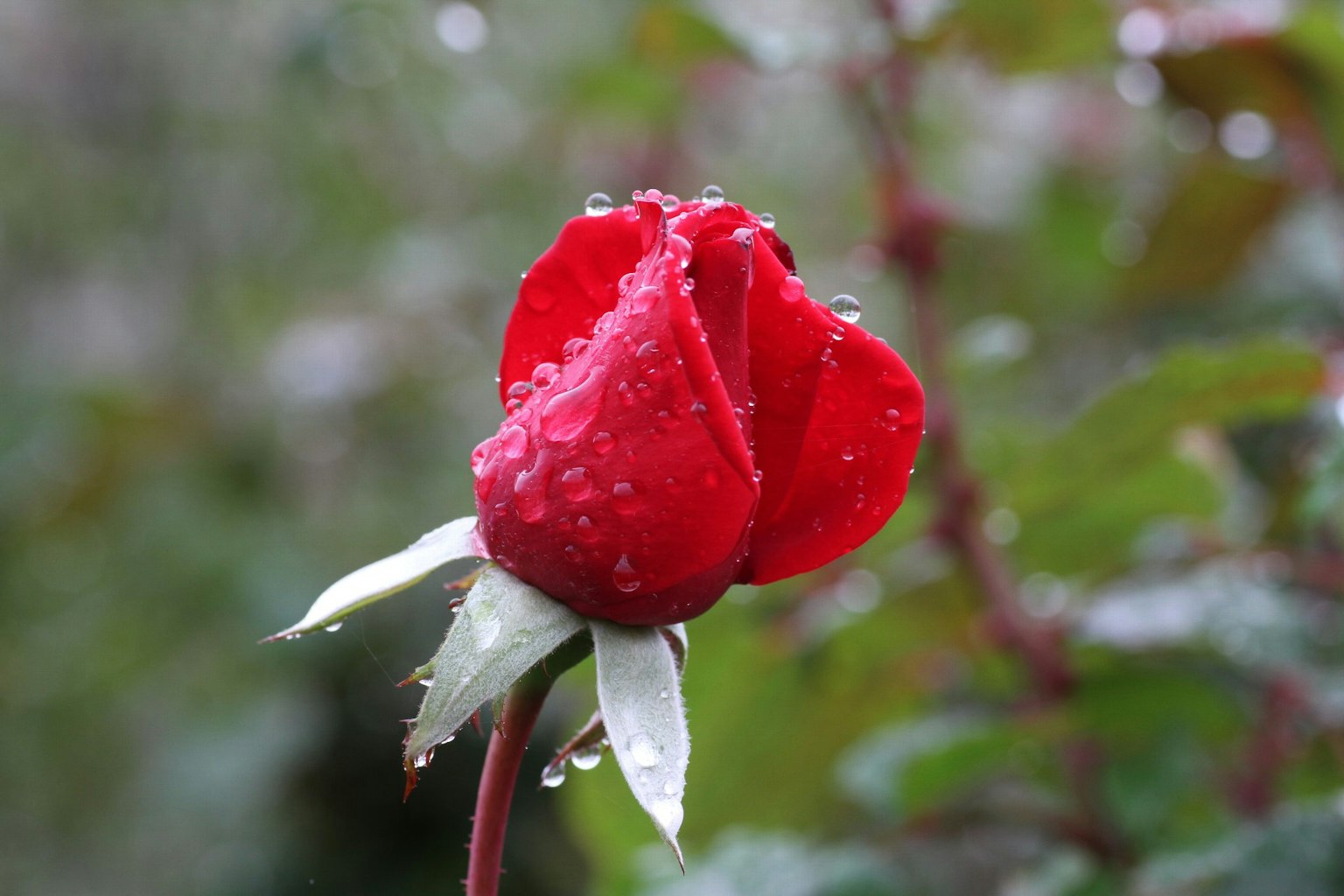 Close-up of a red rose with dew drops on petals