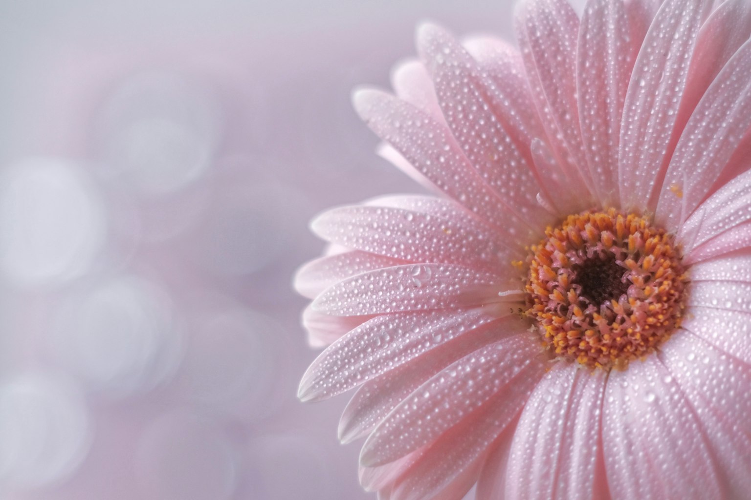Primer plano de una margarita gerbera rosa con gotas de rocío en sus pétalos