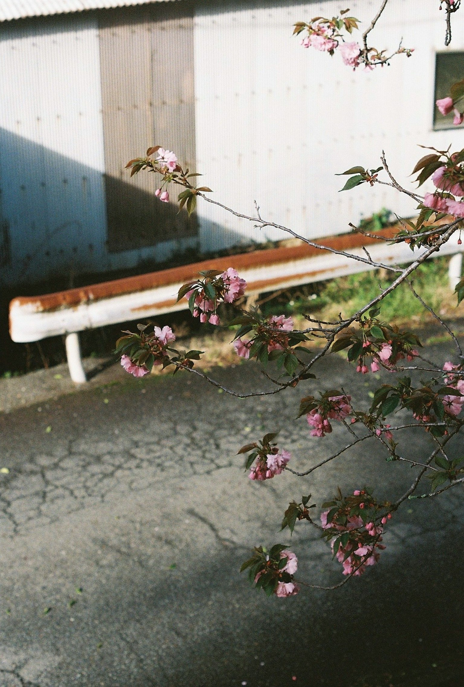 Kirschblüten in der Nähe eines Straßenhandlaufs und eines Teils eines Gebäudes
