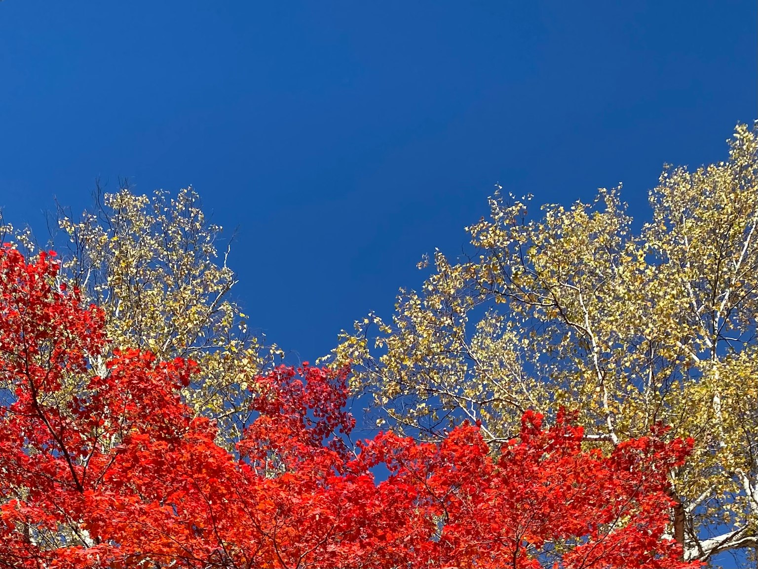 Hermoso paisaje con árboles rojos y amarillos bajo un cielo azul