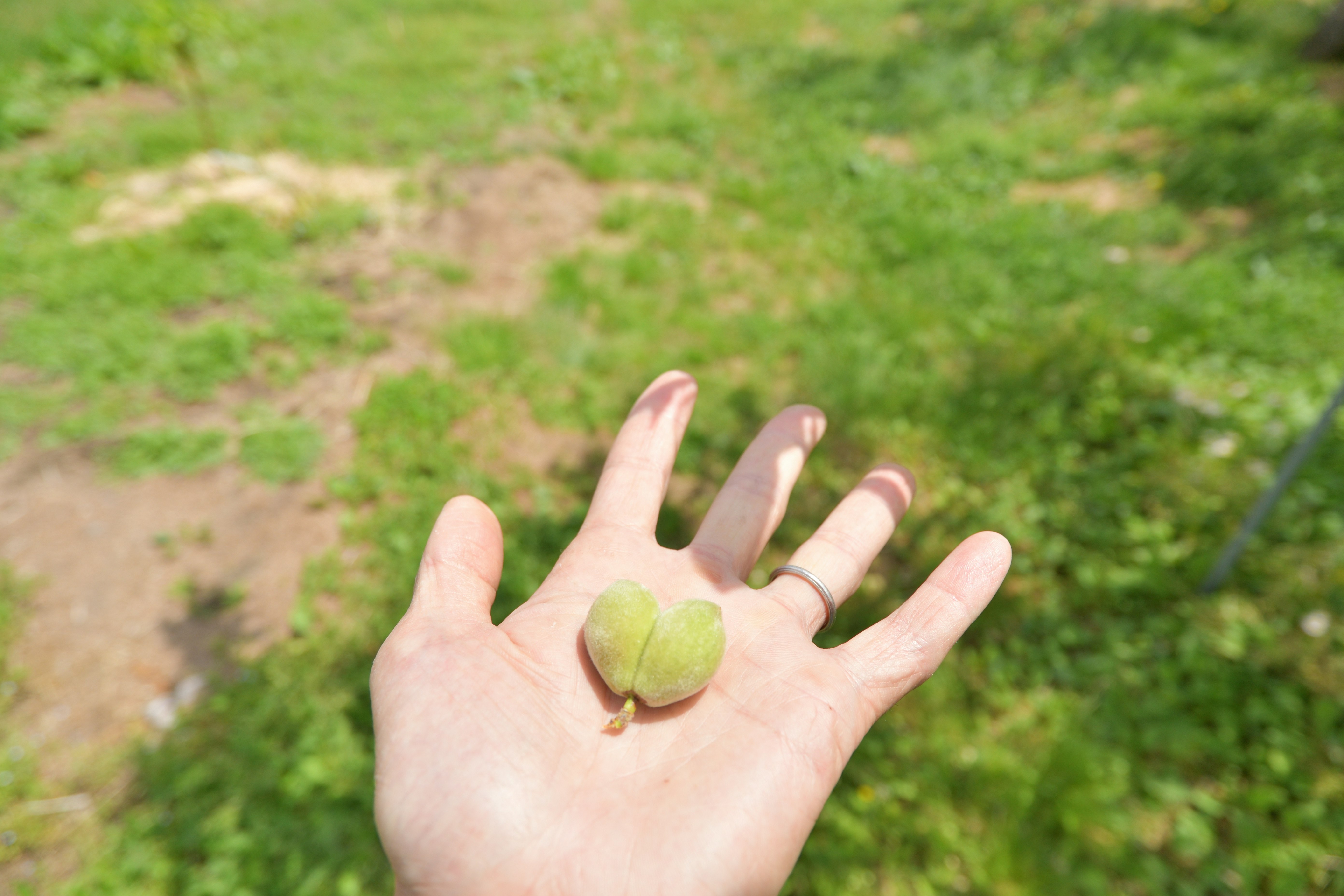 small green sprout resting on an open palm