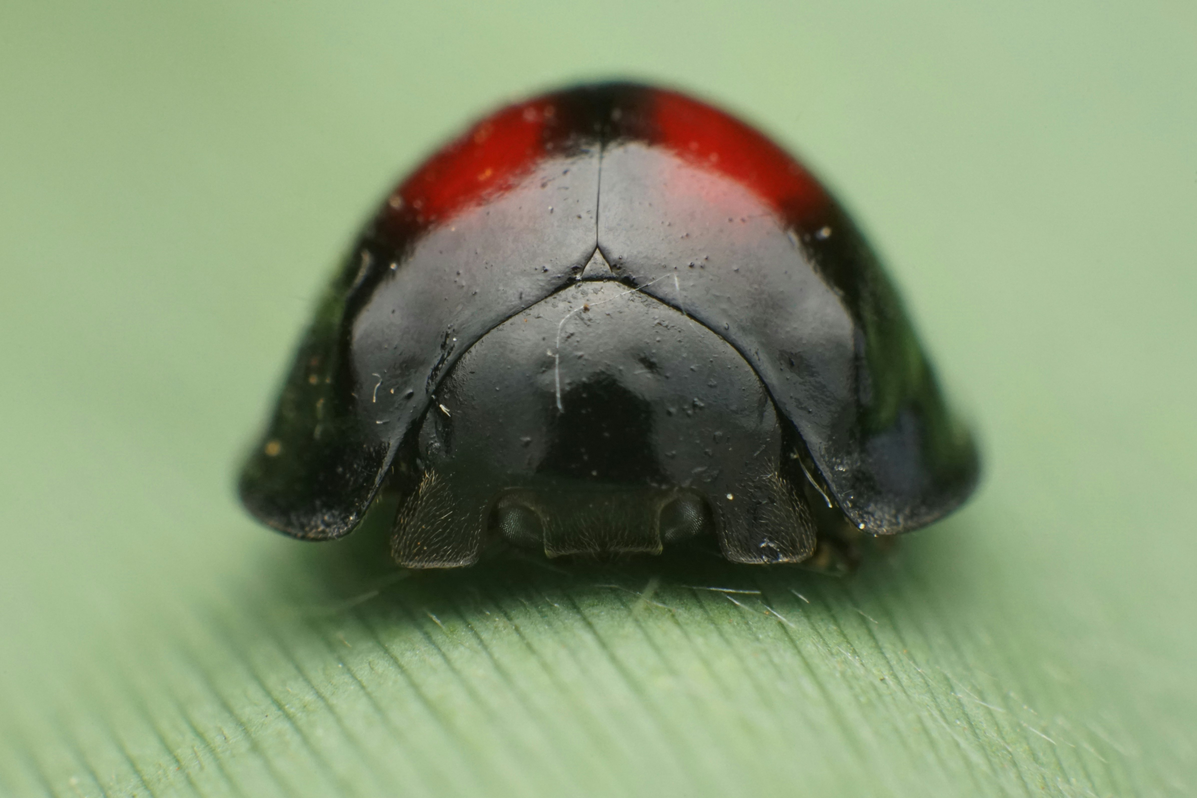 Gros plan d’une coccinelle (Chilocorus rubidus)
