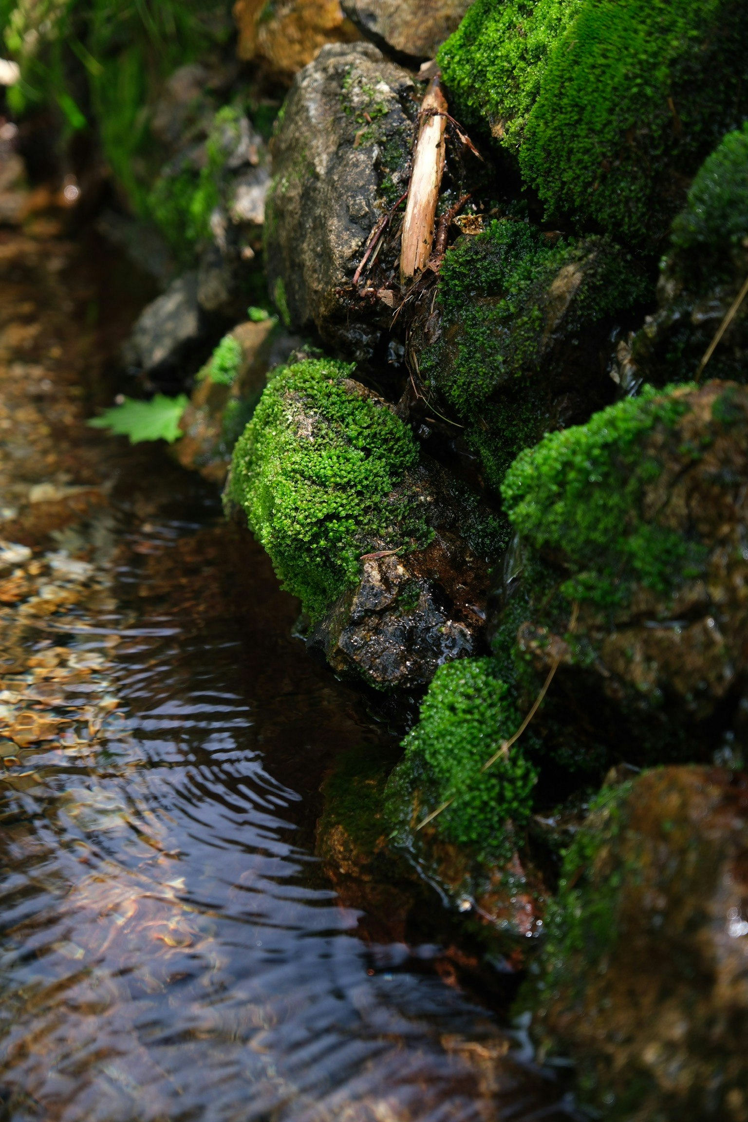 Moosbedeckte Steine mit sanft fließendem Wasser