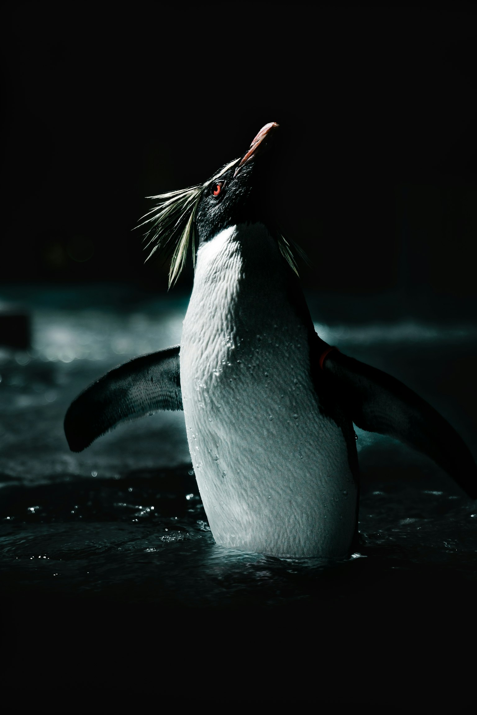 Pinguino in piedi nell'acqua scura con ali spiegate e dettagli unici delle piume