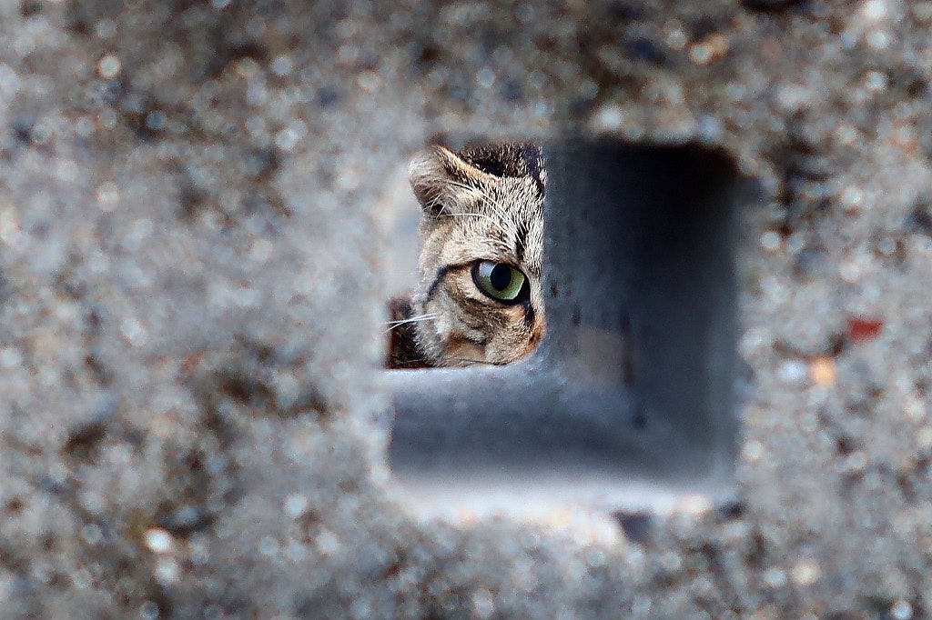 コンクリートの隙間からのぞく猫の目
