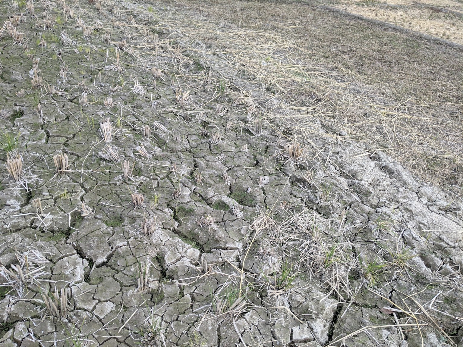 Surface de sol fissuré et sec avec des zones d'herbe morte