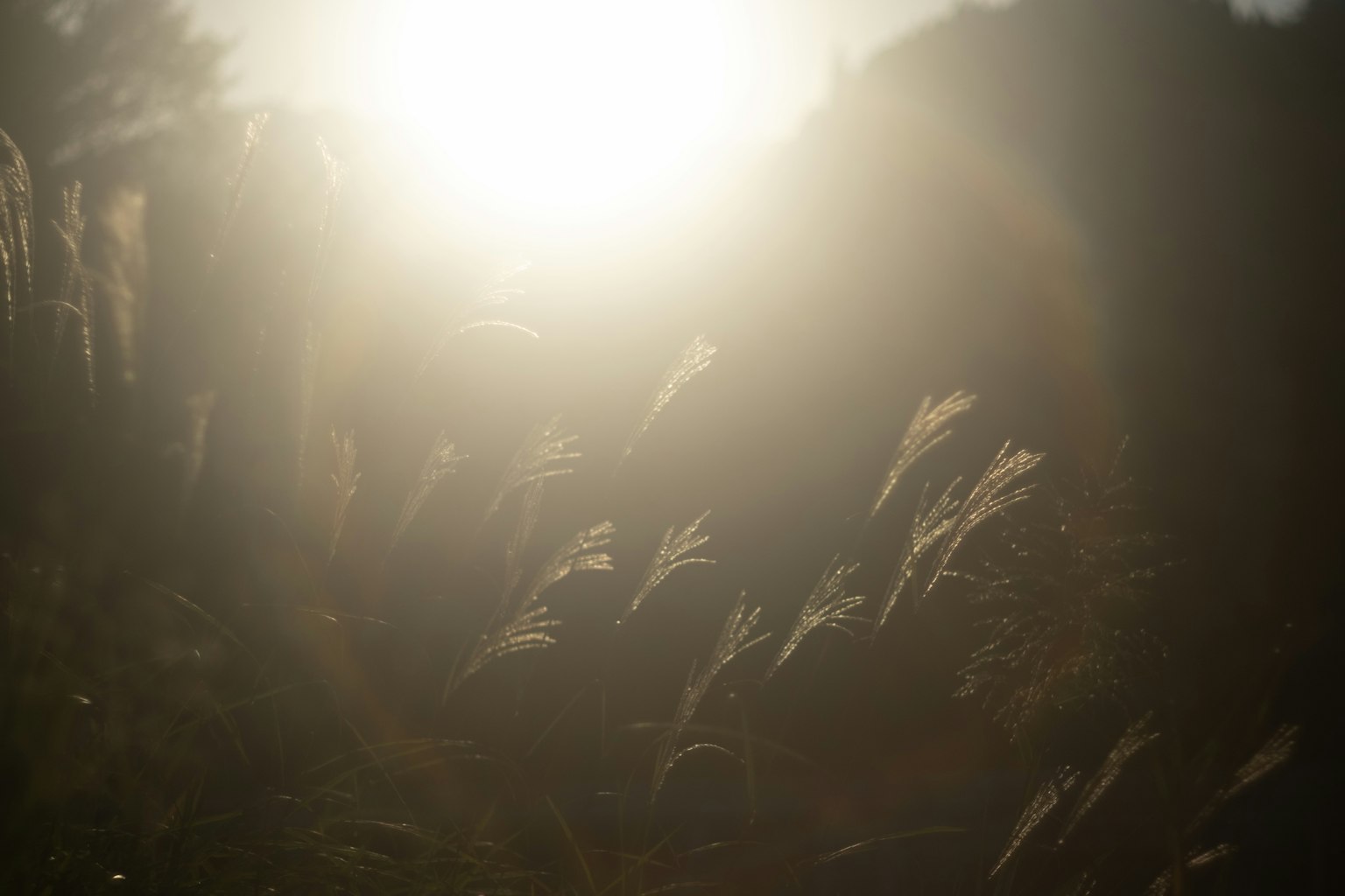 在柔和光线中摇曳的草叶的风景