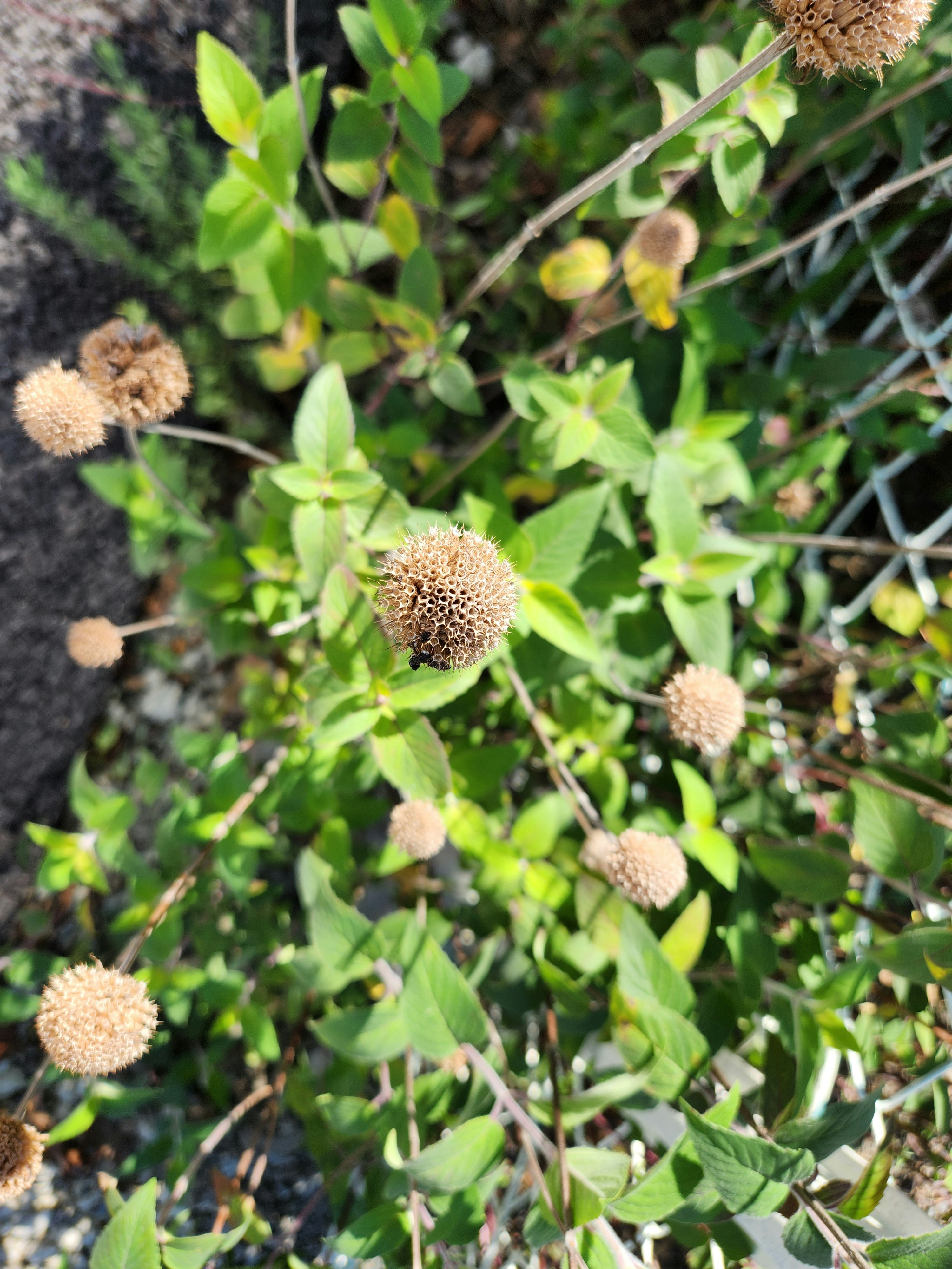 pusteblumenartige Samenstände auf grünen Blättern