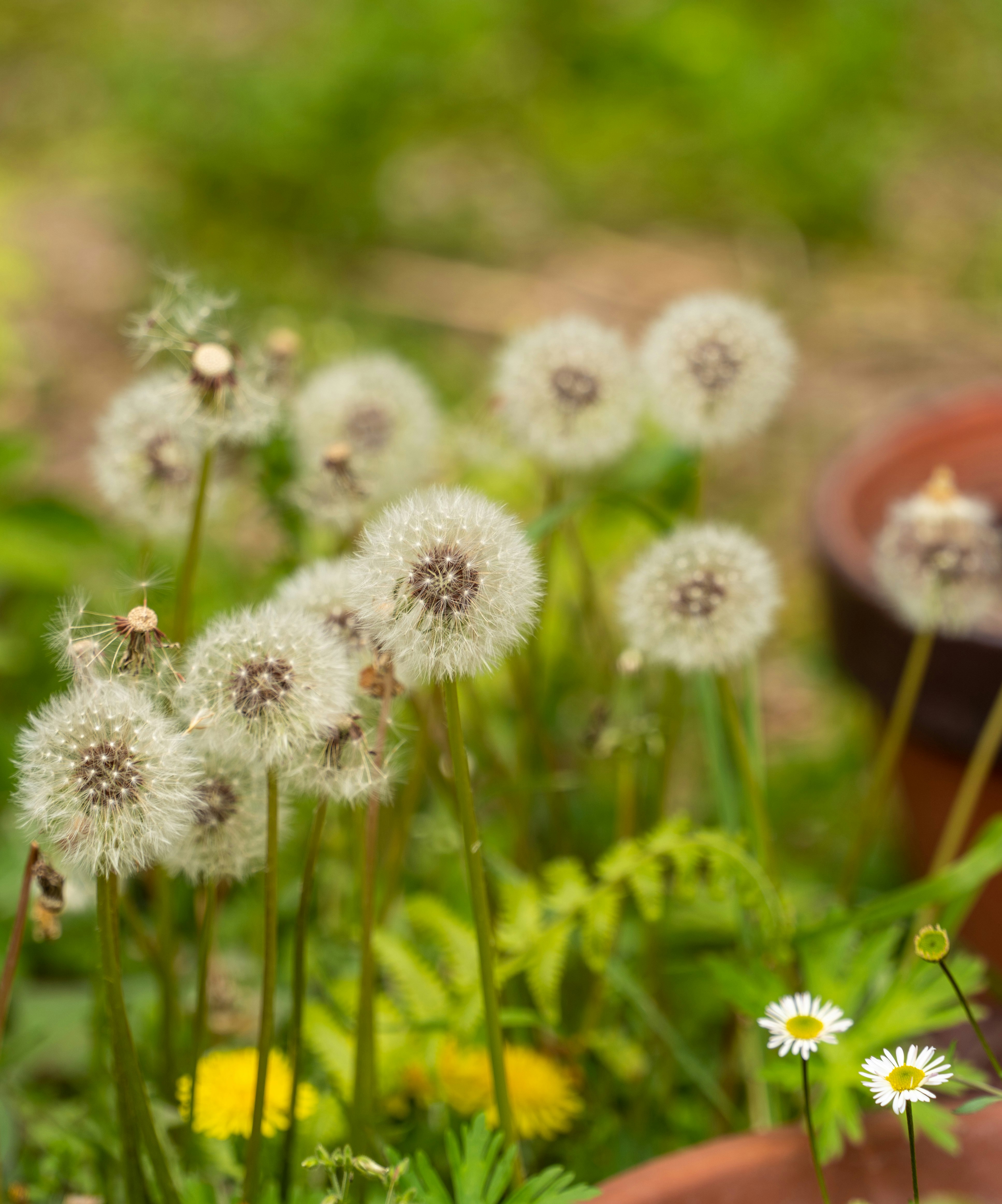 芝生の上で咲くタンポポと綿毛のある花