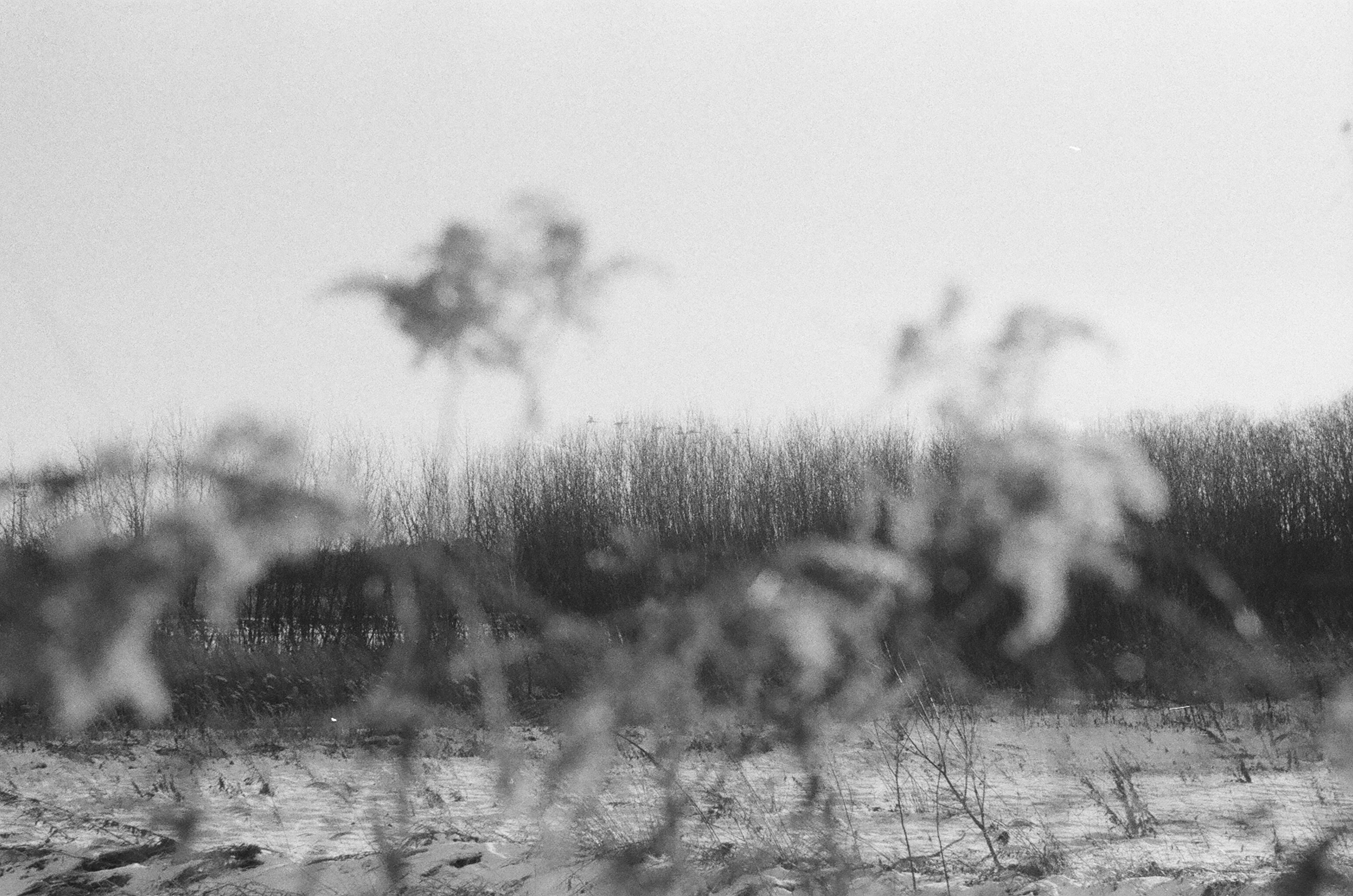 hazy field with tree silhouettes in the distance