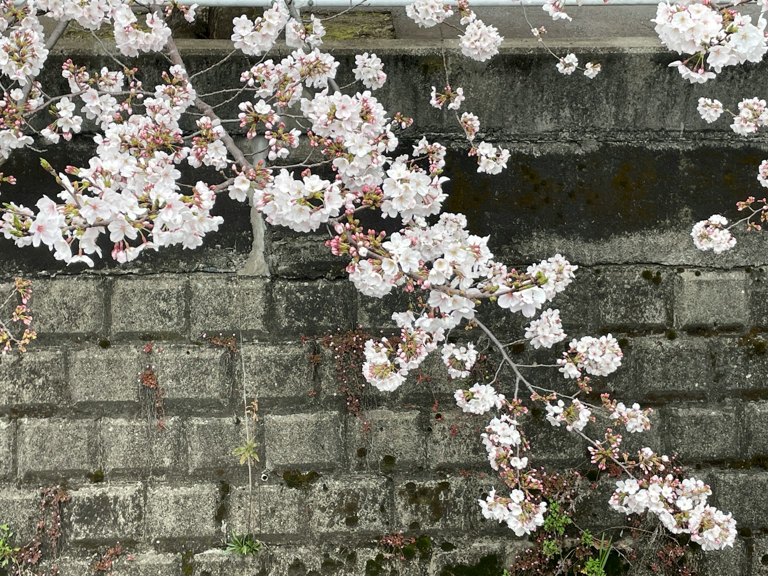 Bunga sakura putih mekar di dinding batu abu-abu