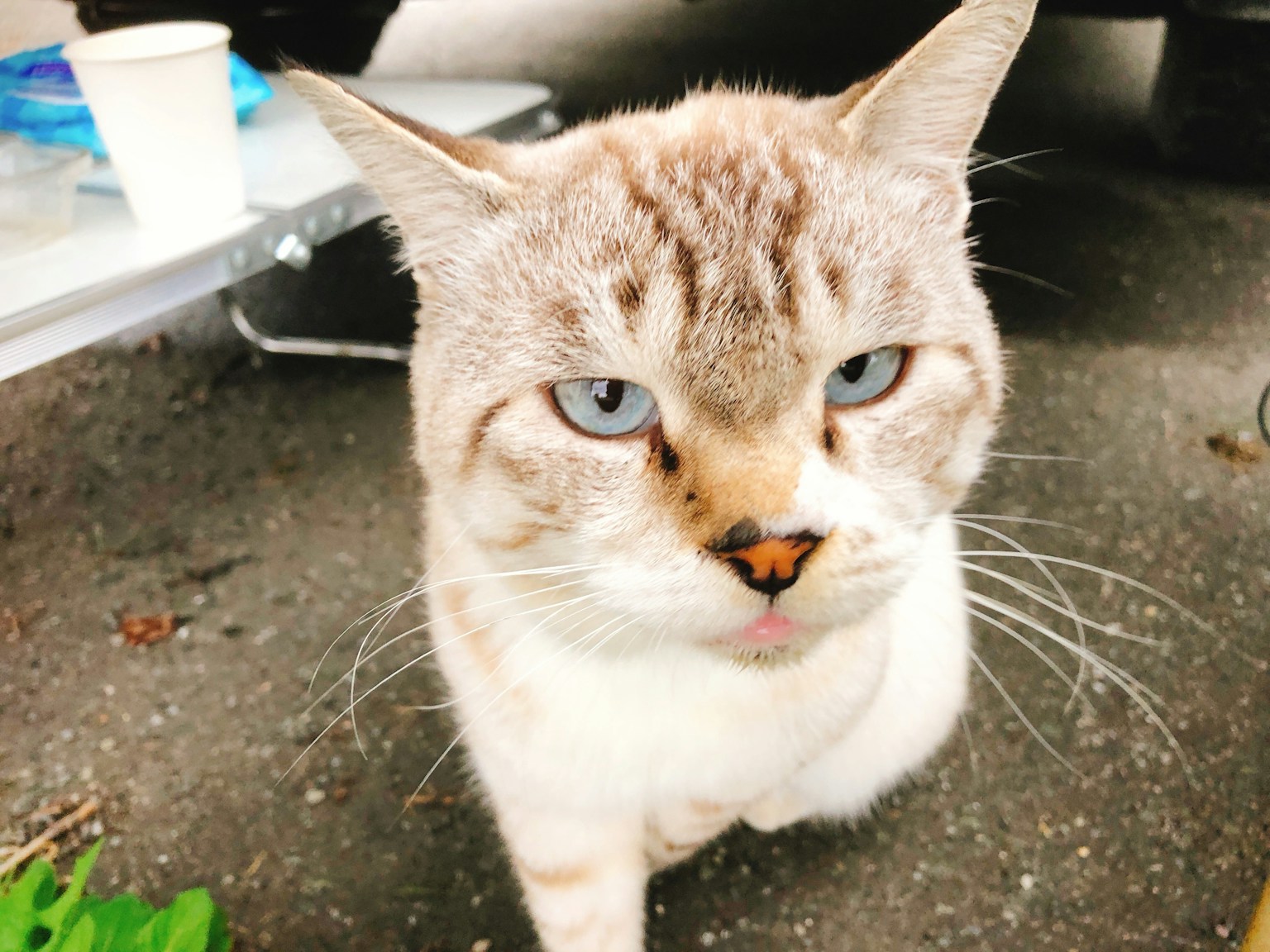 Un gros plan d'un chat aux yeux bleus regardant directement l'appareil photo
