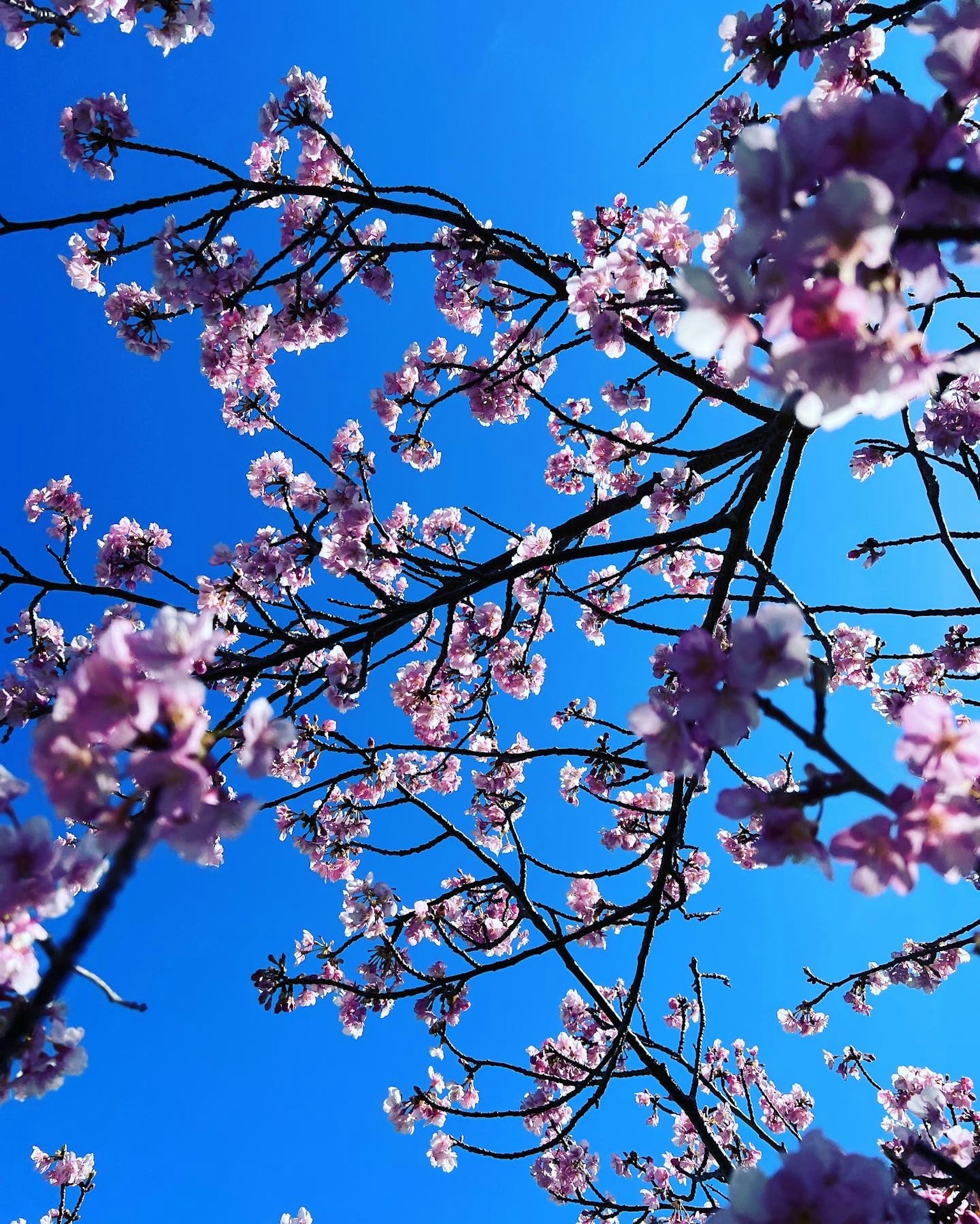Vista bellissima di fiori di ciliegio e rami contro un cielo blu