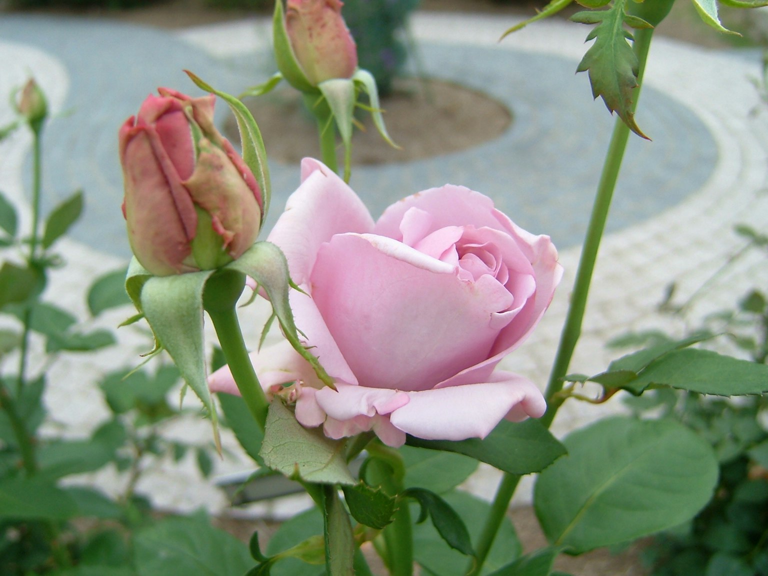 Mawar pink dengan tunas di taman