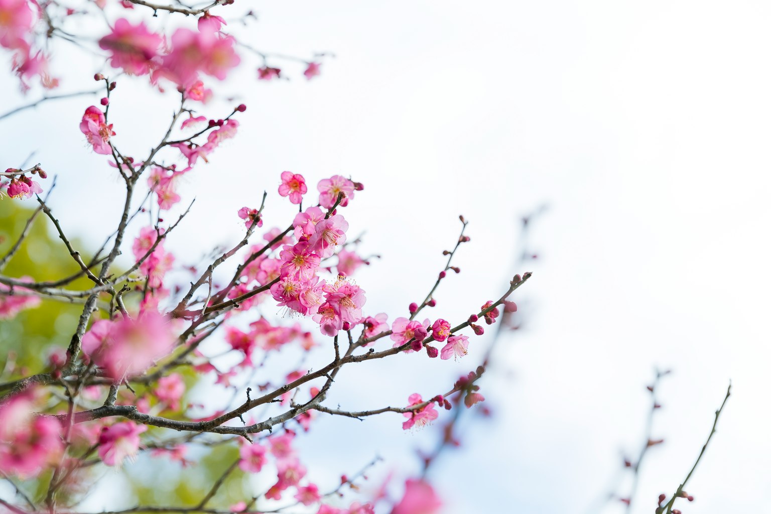 Close-up cabang bunga sakura berwarna pink