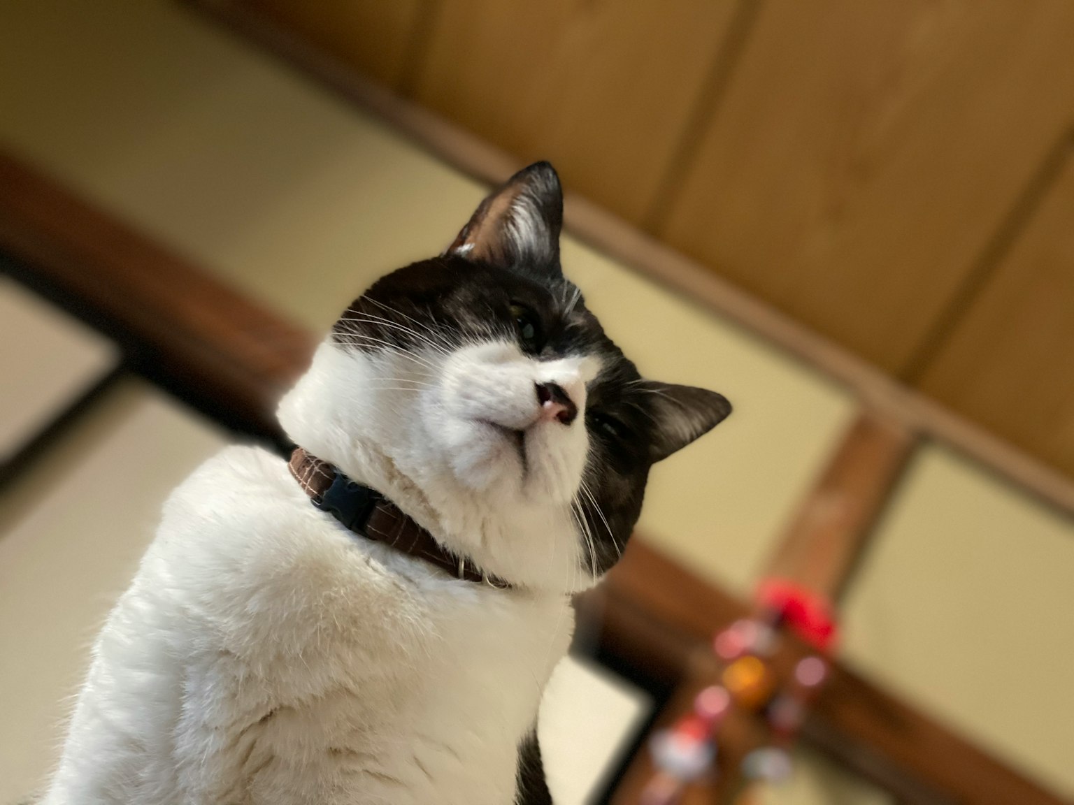Eine schwarz-weiße Katze schaut nach oben