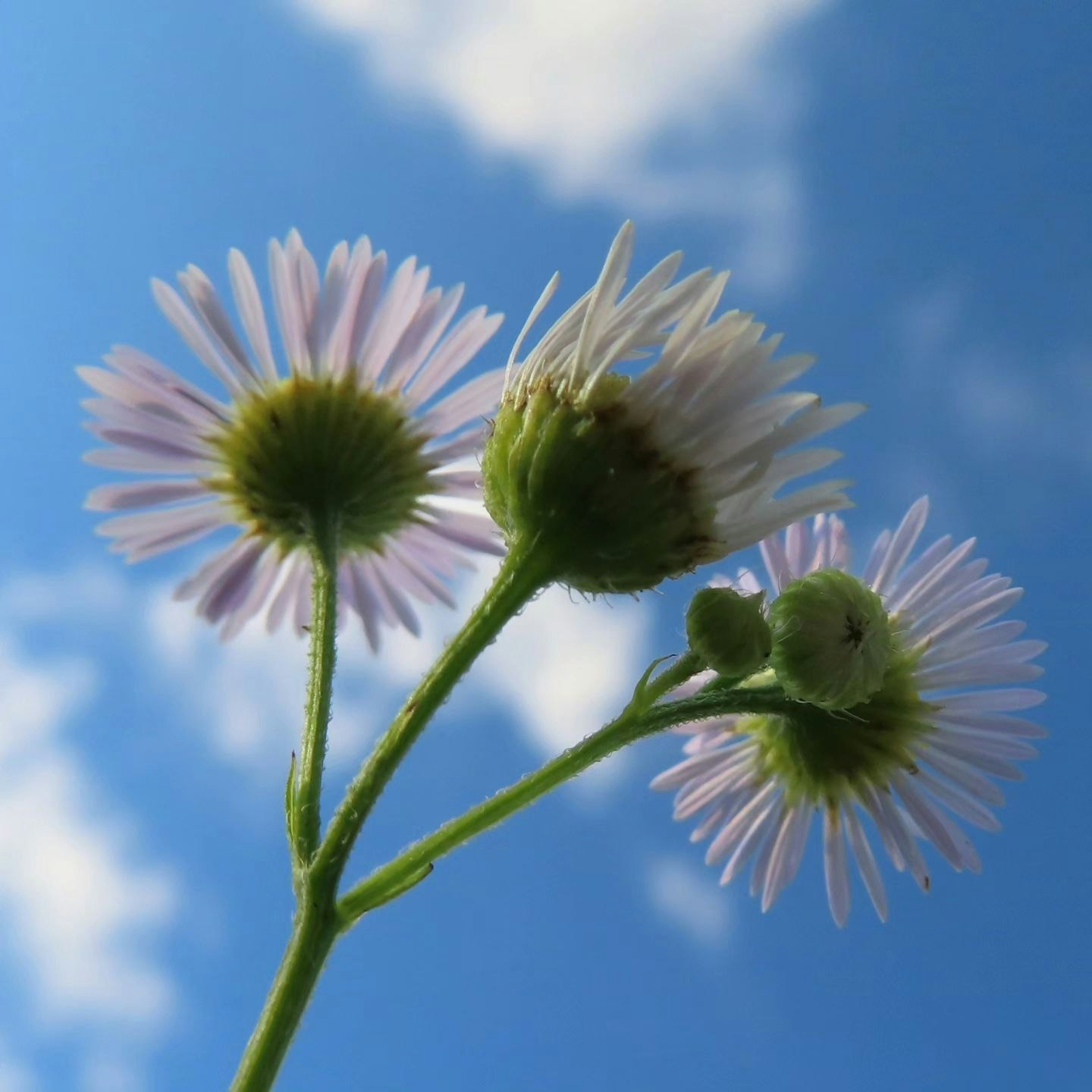 青空を背景に咲く小さな花のクローズアップ