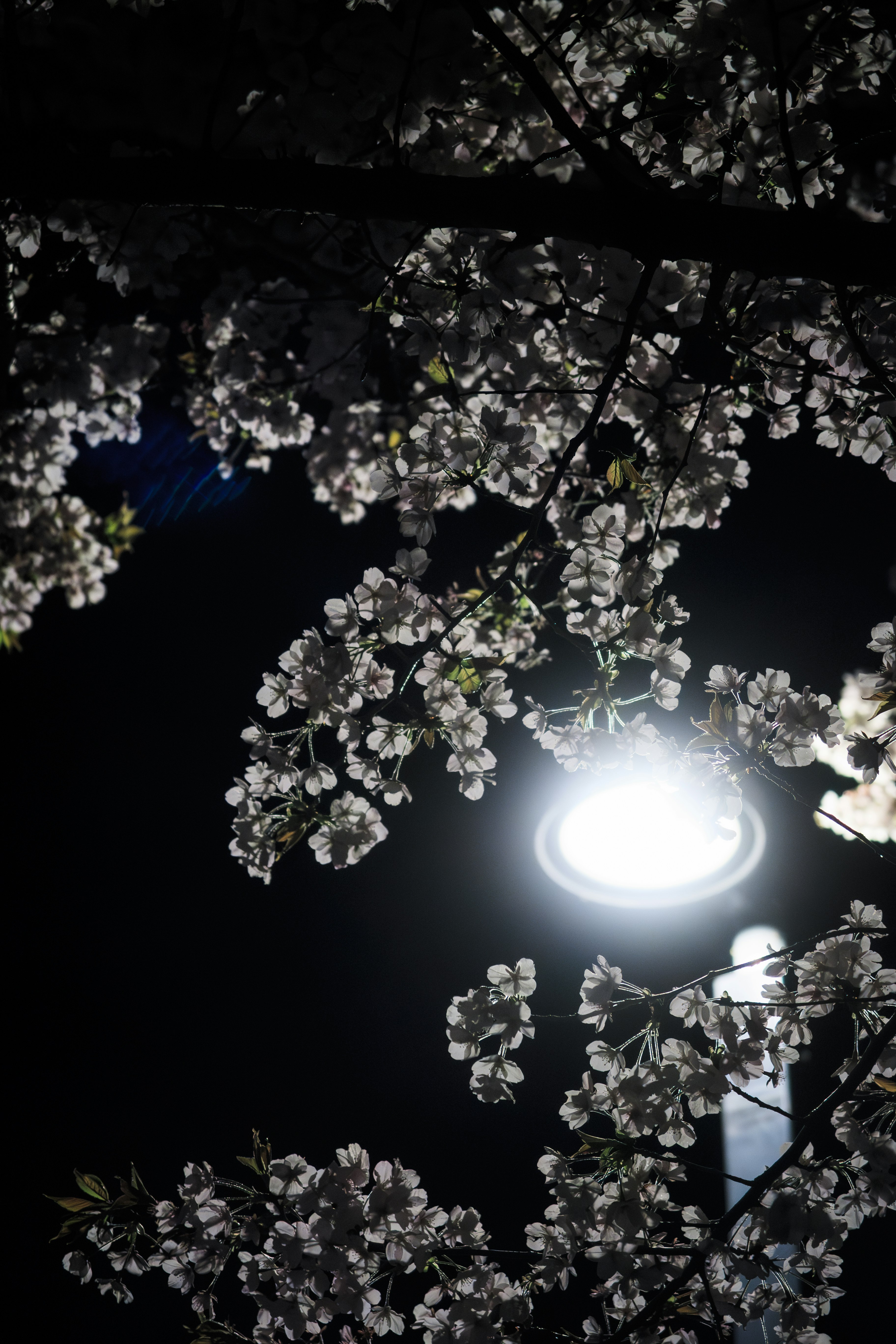夜空に咲く桜の枝と街灯の光