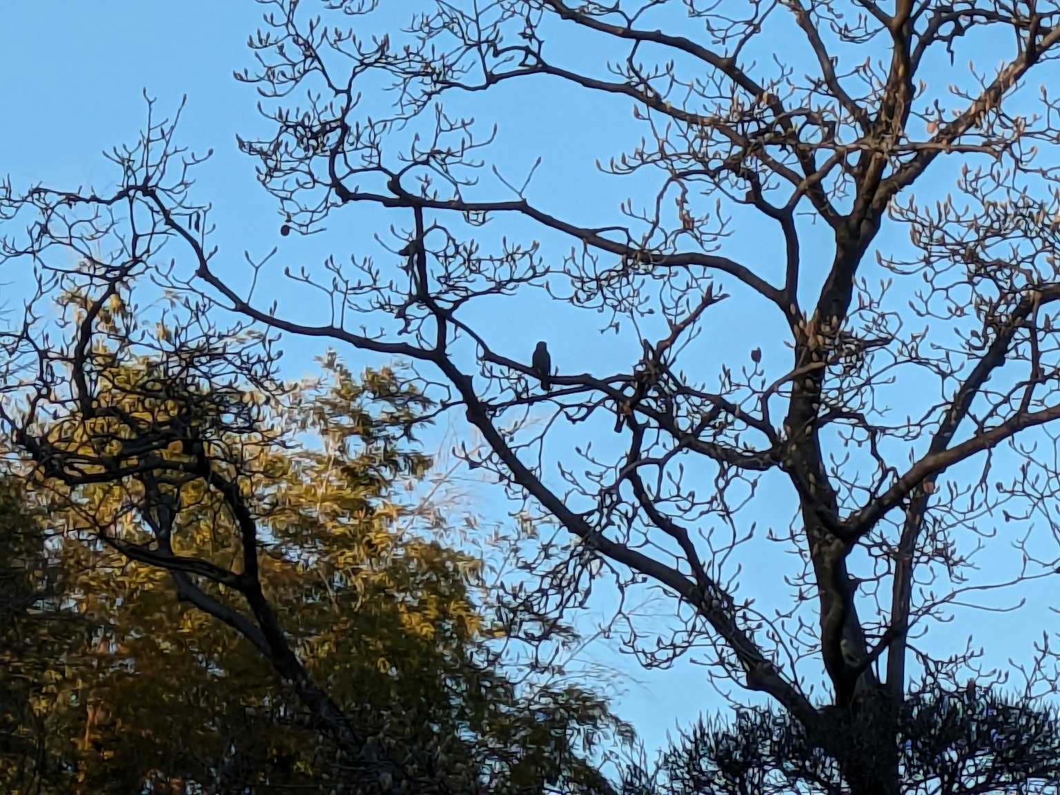Árbol sin hojas bajo un cielo azul con un pájaro posado