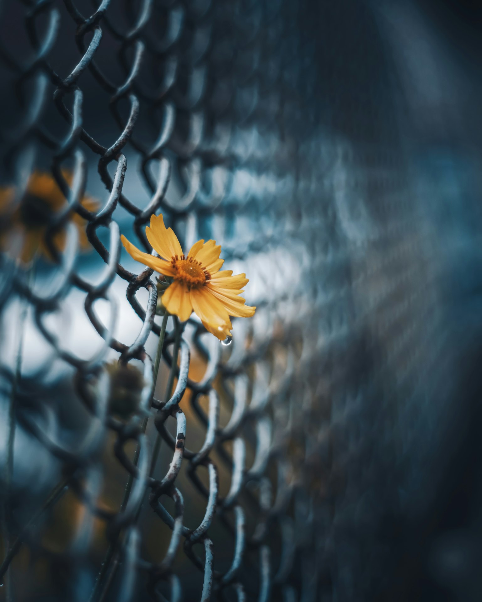 Une fleur jaune coincée dans un grillage
