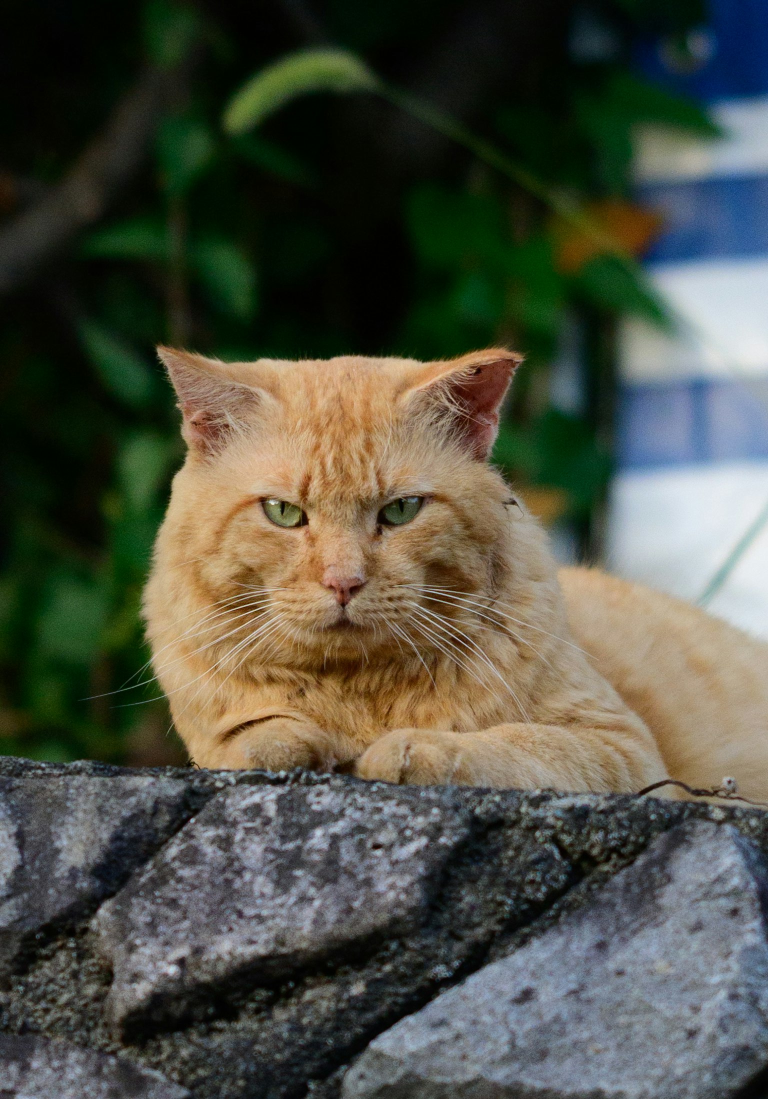 オレンジ色の猫が石の上でくつろいでいる緑の背景
