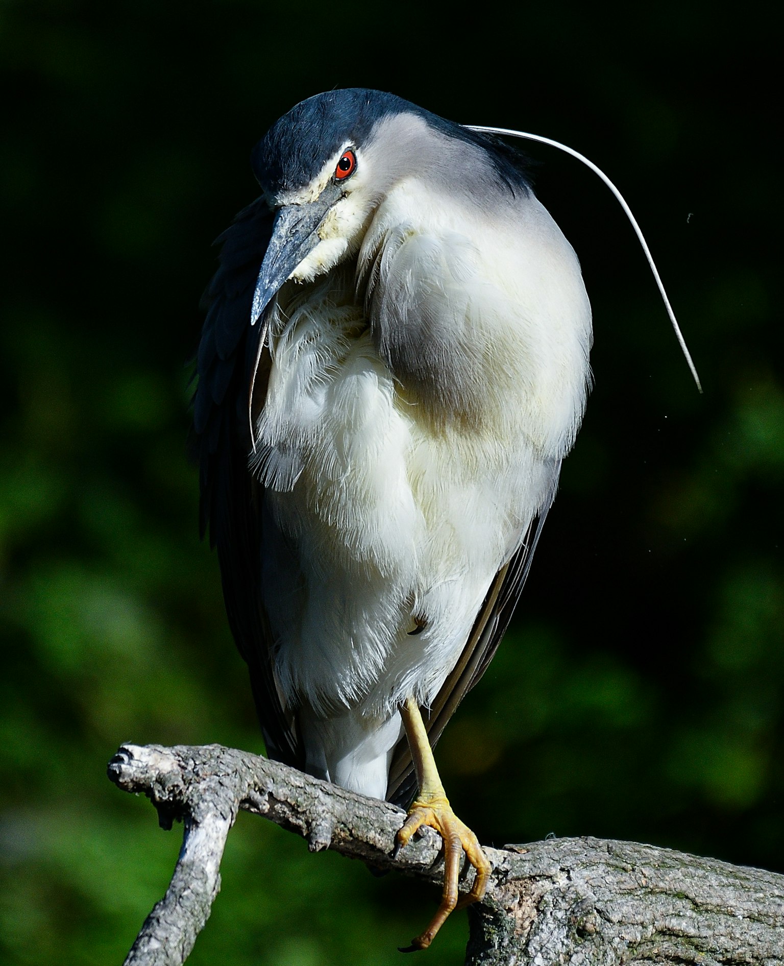 一隻鳥栖息在樹枝上，具有獨特特徵