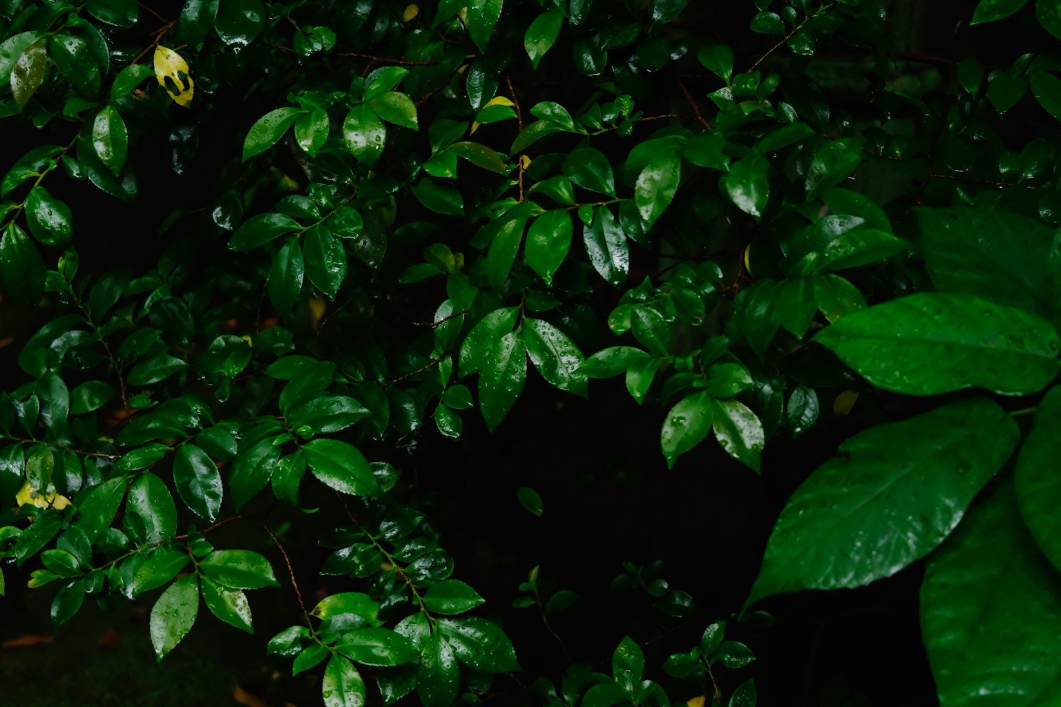 Close-up daun hijau yang padat dengan permukaan mengkilap tertutup tetesan