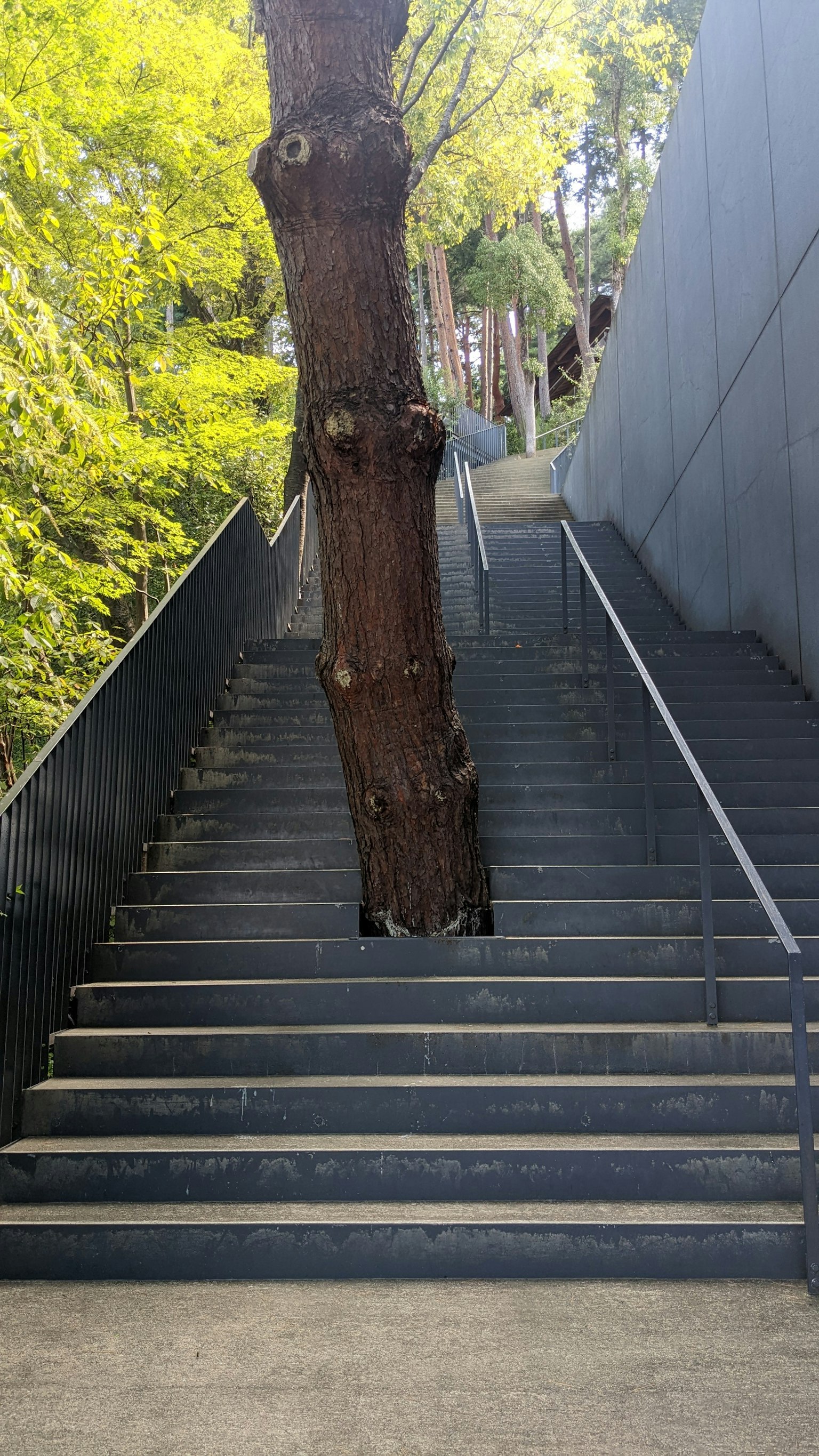 Stairs with a tree growing through them
