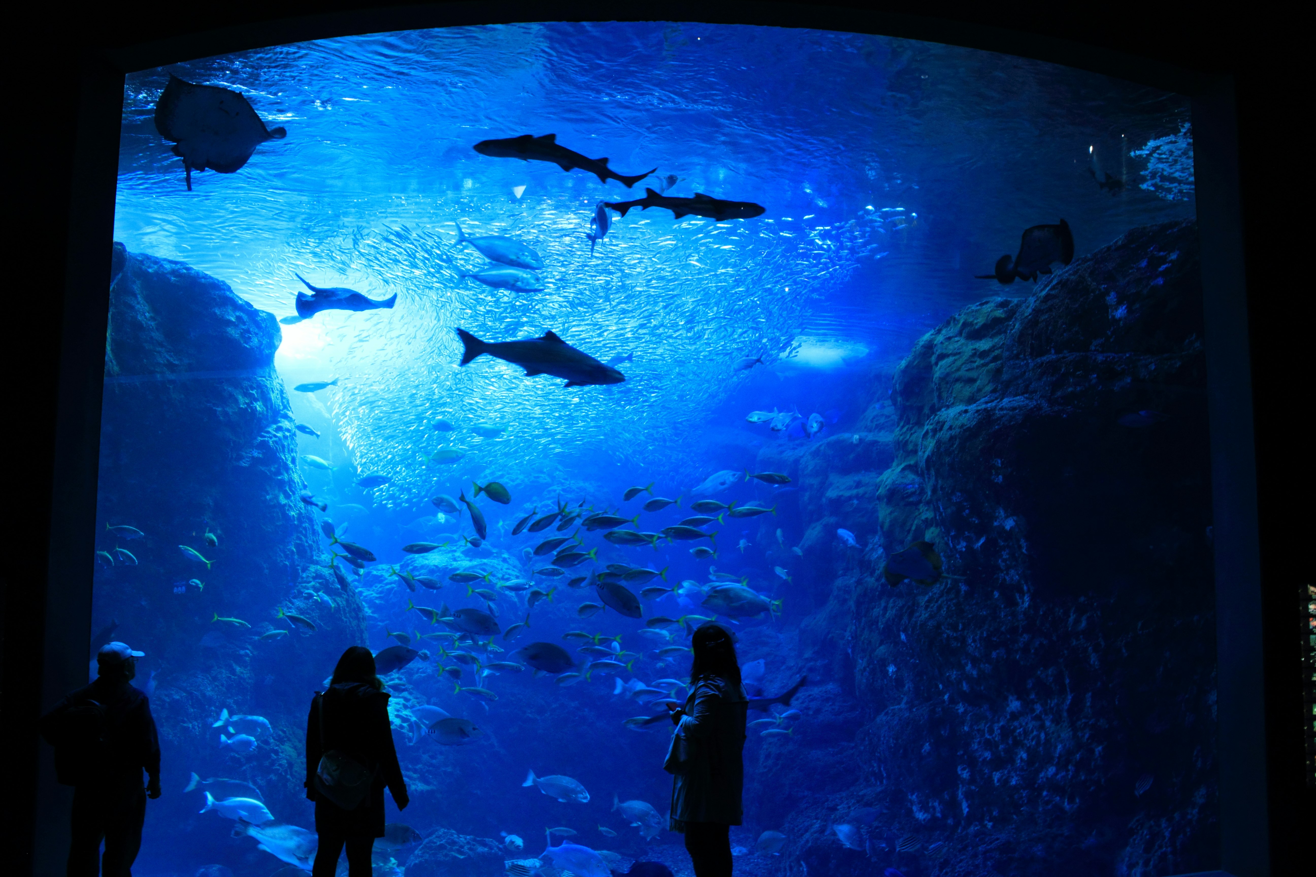 blue-lit aquarium tank with sharks and schools of fish
