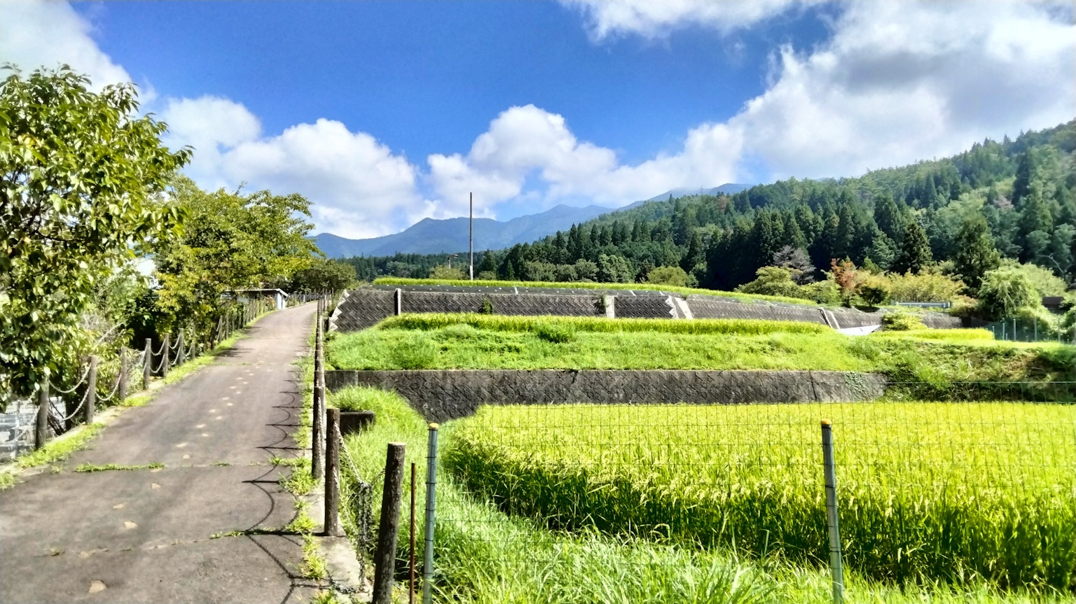 Üppige grüne Reisfelder mit einem Weg unter einem blauen Himmel und Bergen